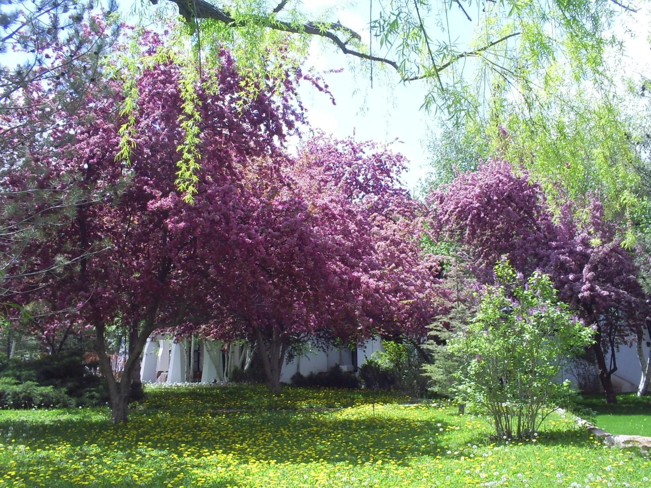 Spring, Garden in Agacli Hotel