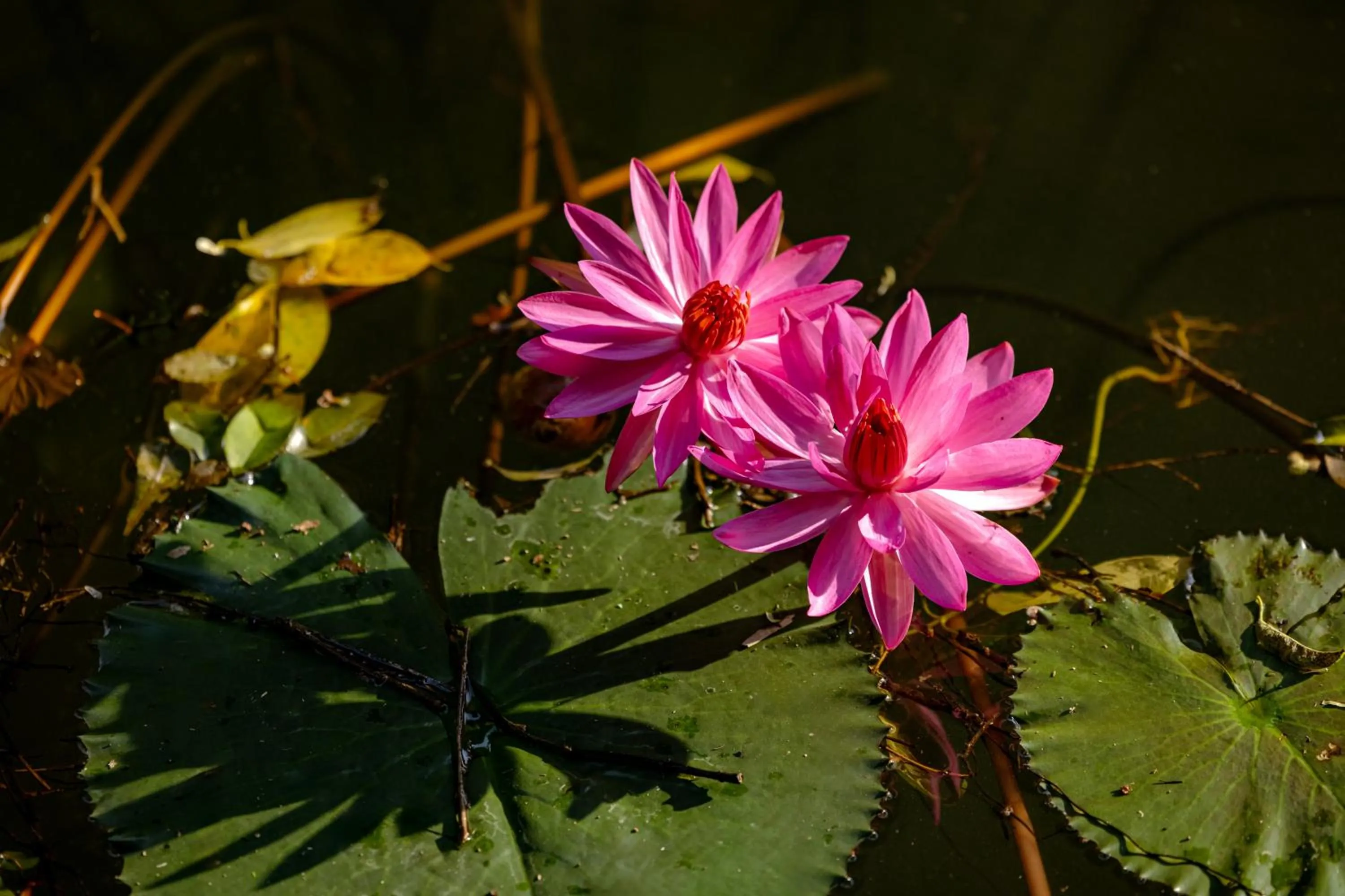 Garden in Tam Coc Rocky Bungalow
