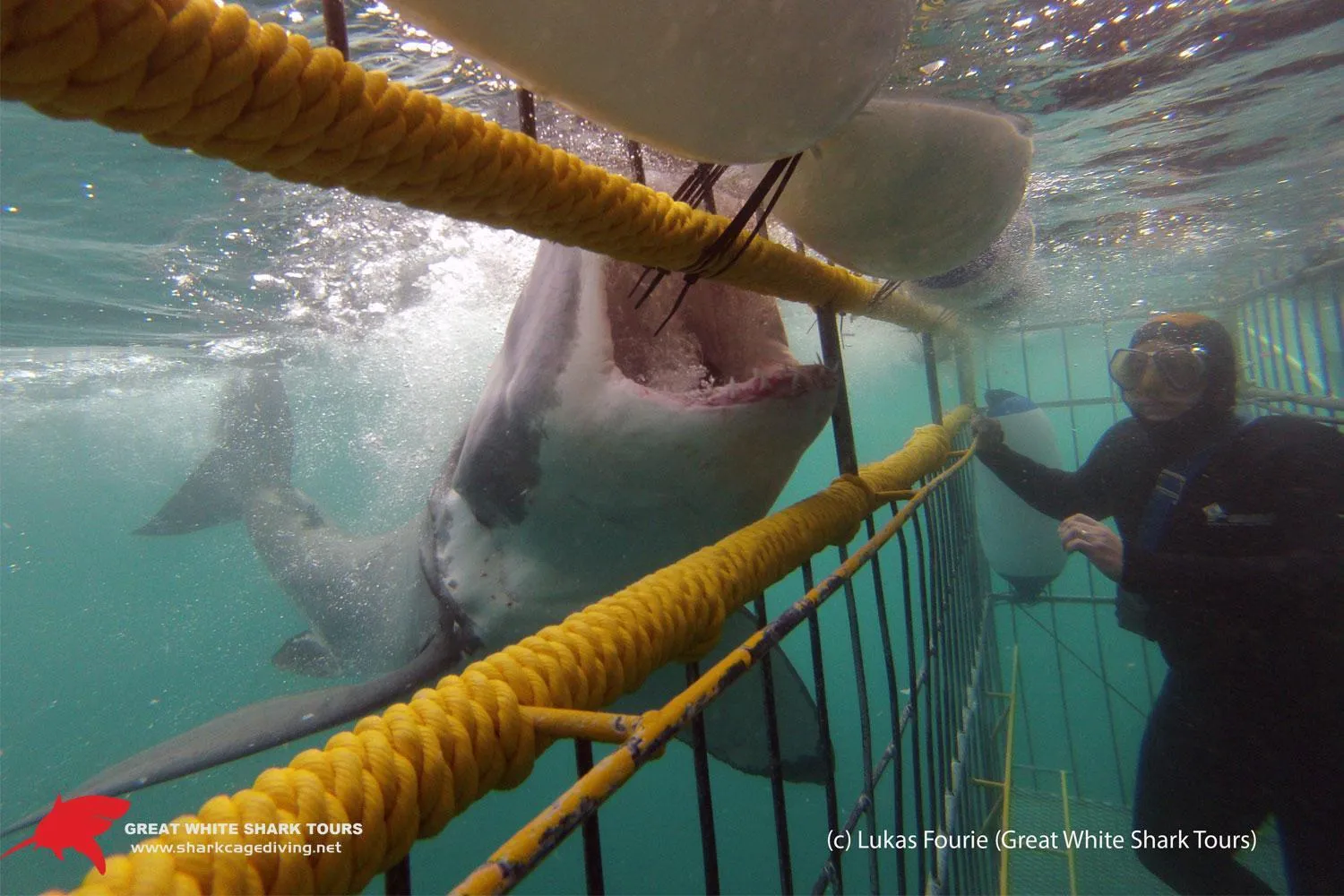 Animals in Port Del Mar Guesthouse