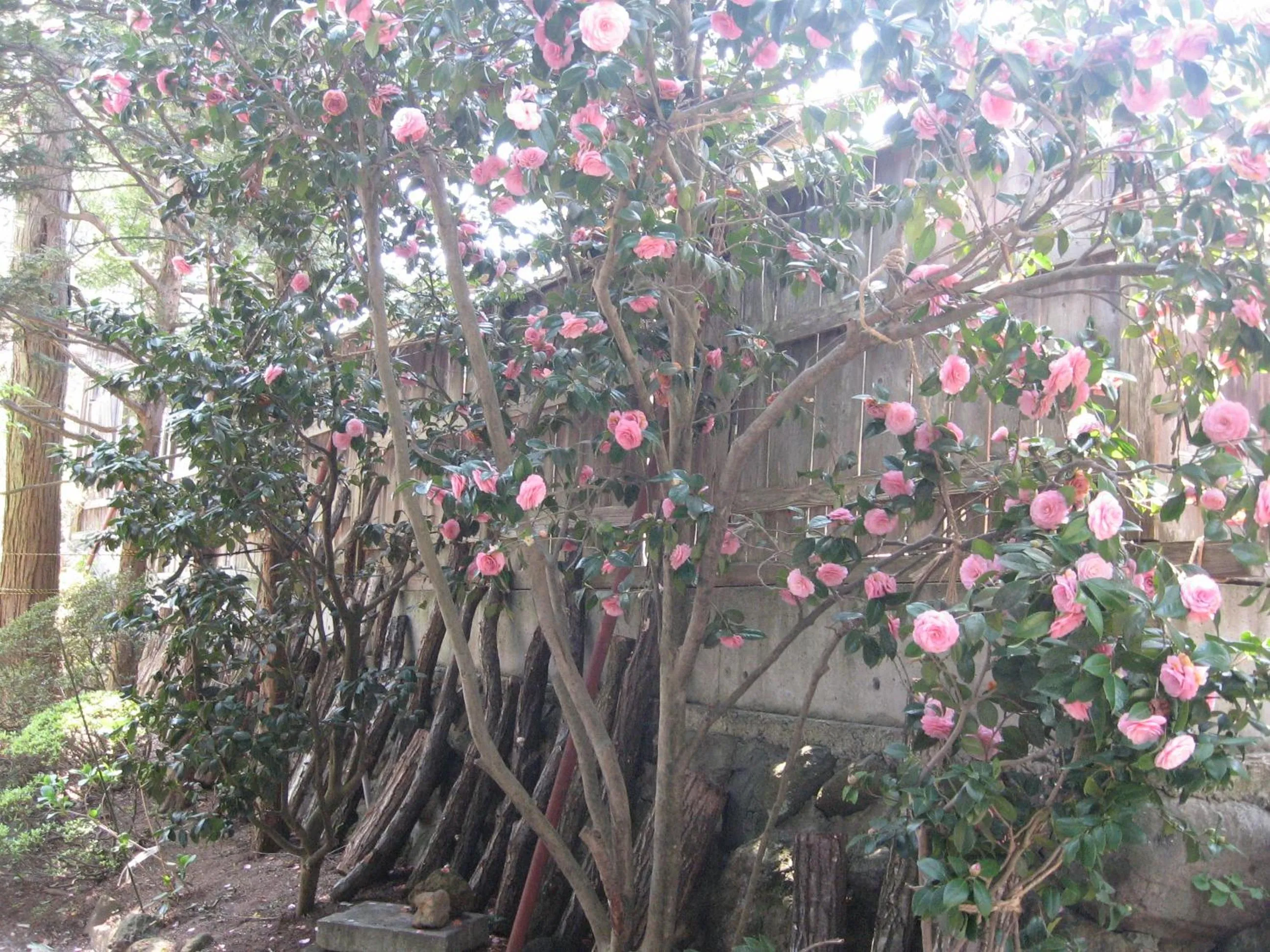 Spring in Maruka Ryokan