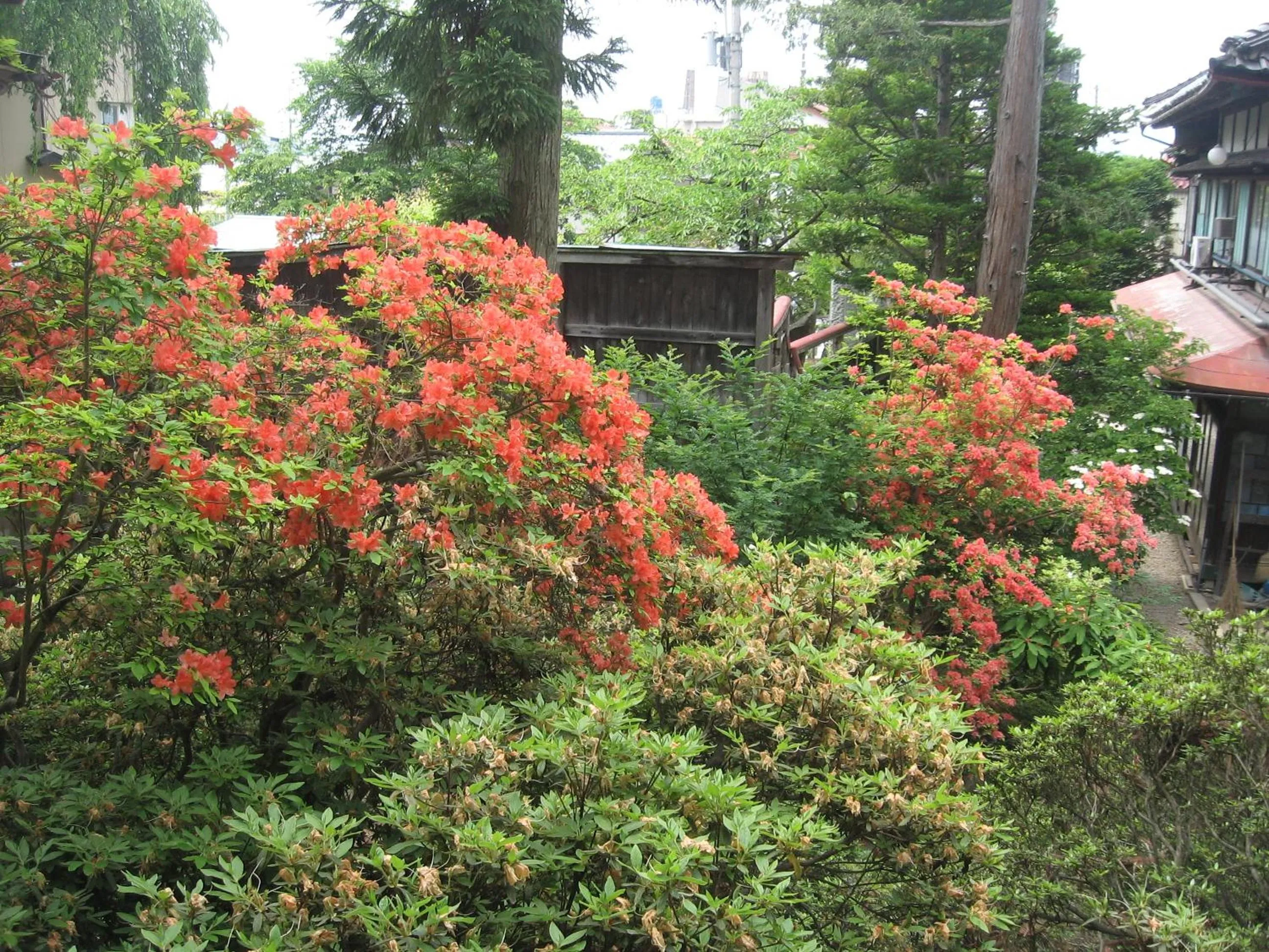 Spring in Maruka Ryokan