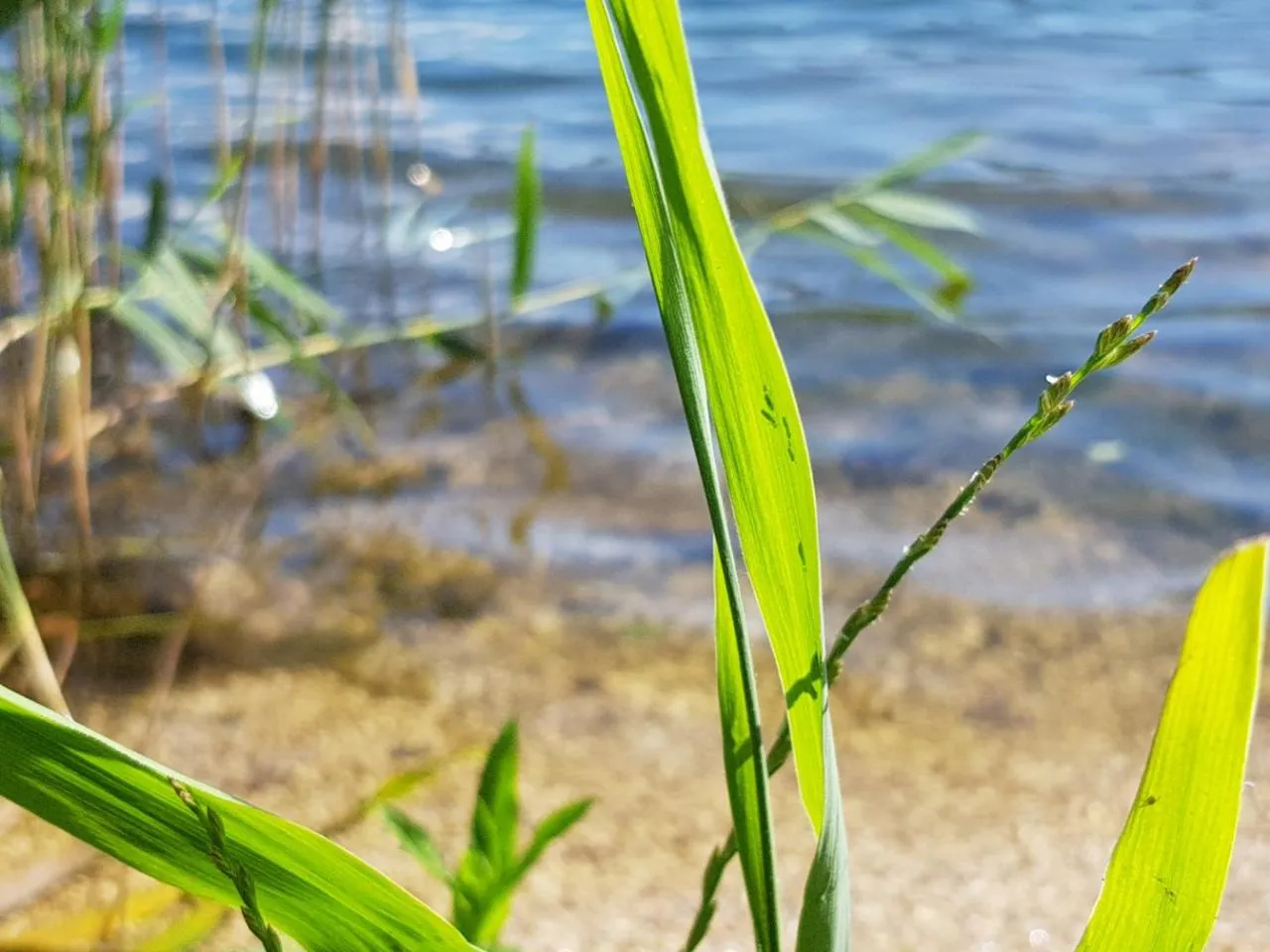Natural landscape in Aparthotel Malga