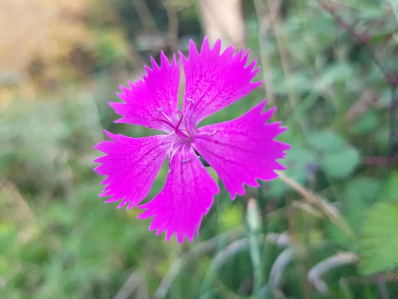 Natural landscape in Aparthotel Malga