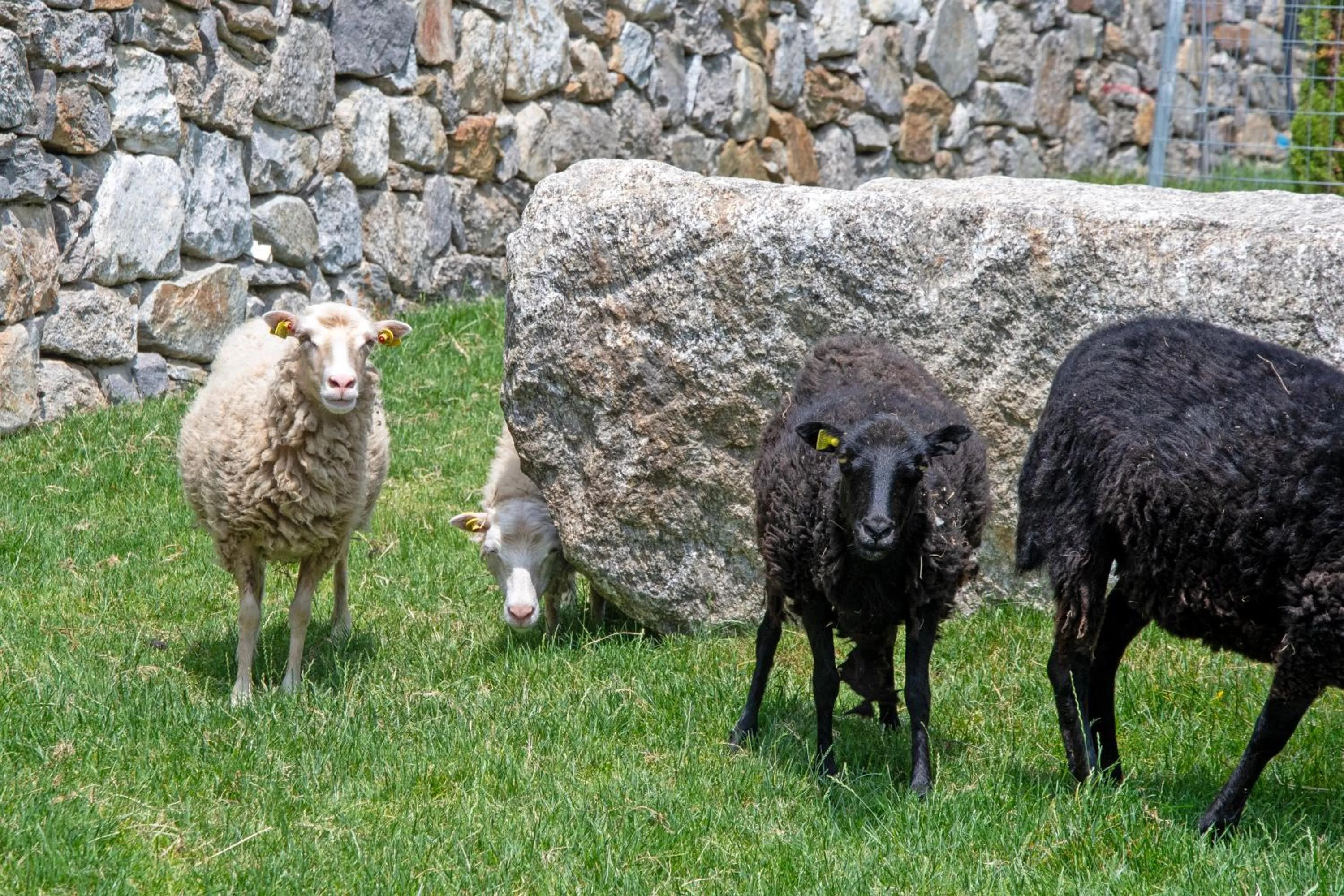 Animals in Hotel Nocturnes