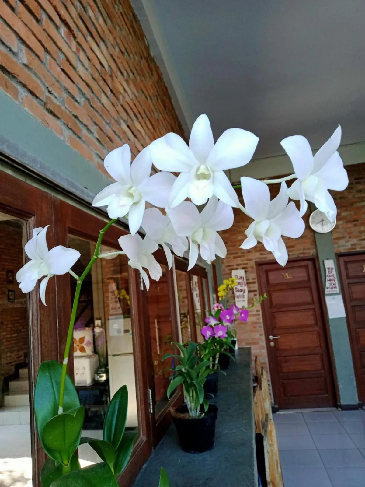 Restaurant/places to eat in Bua Guest House