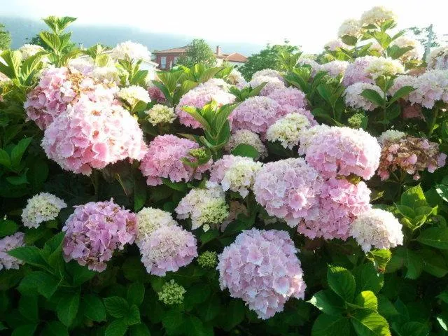 Spring in La Quintana del Cuera