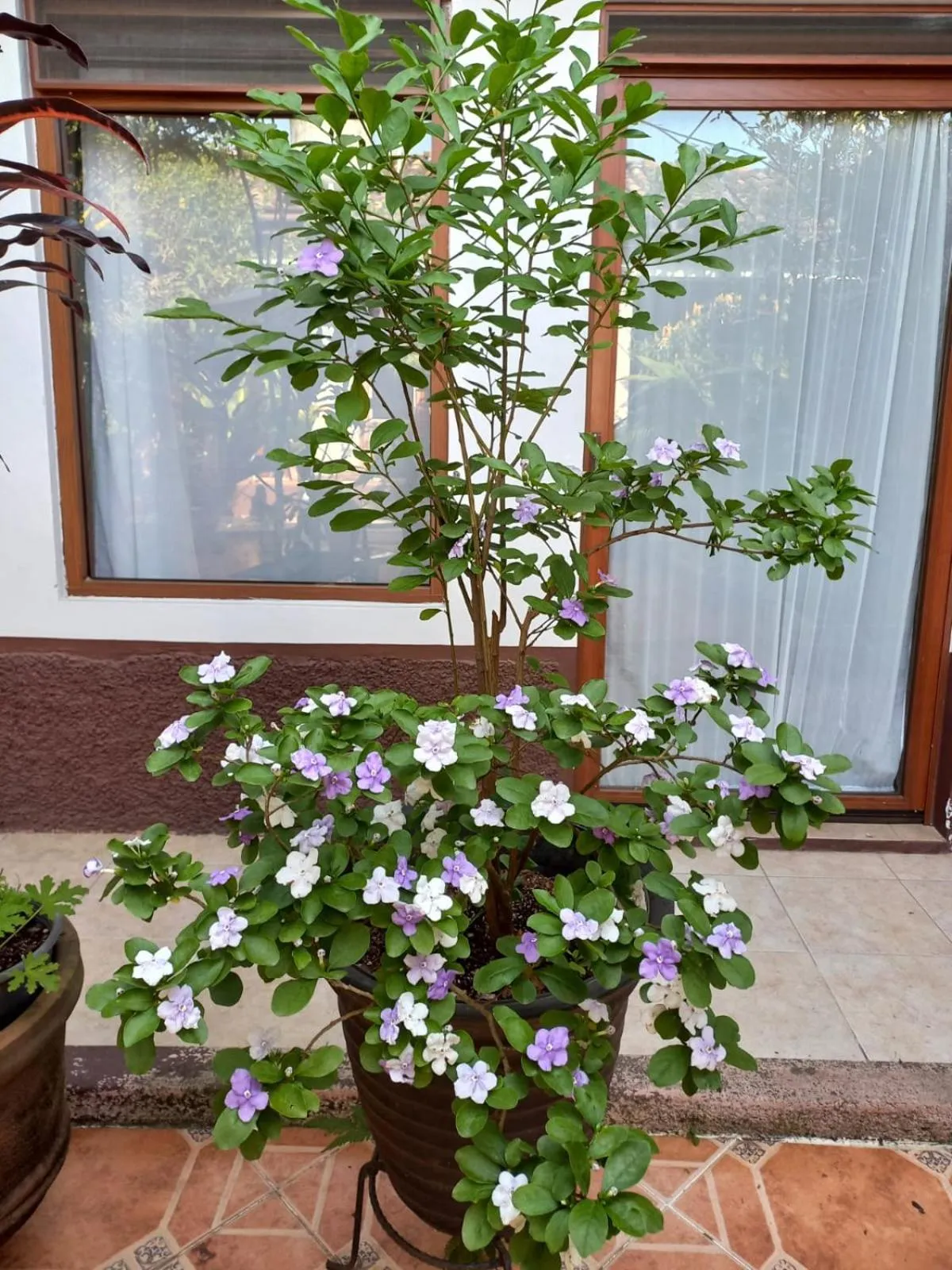 Garden in Posada Galeria Alberto Sedas