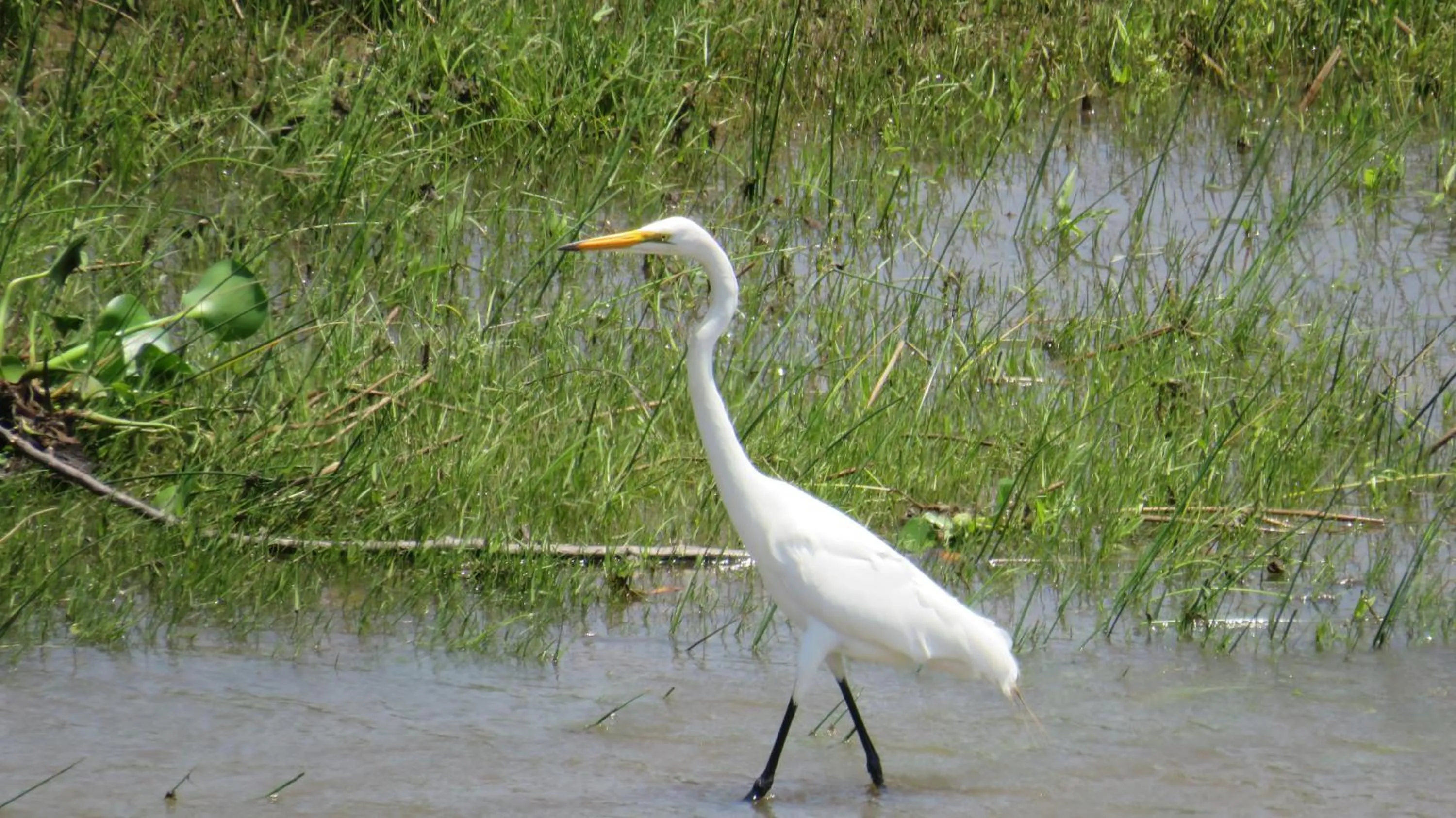 Animals in Riverview Inn