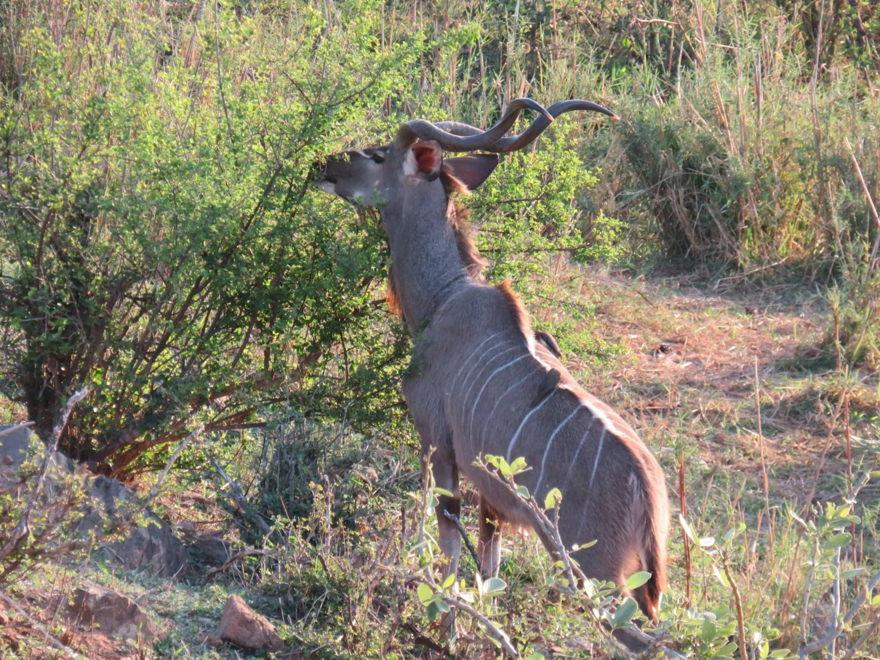 Animals in Riverview Inn