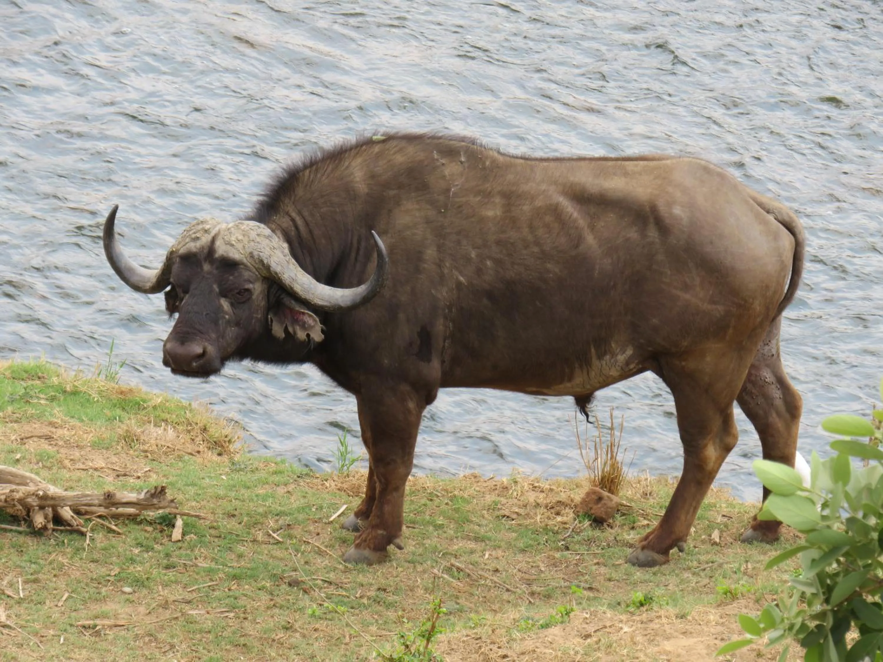 Animals in Riverview Inn