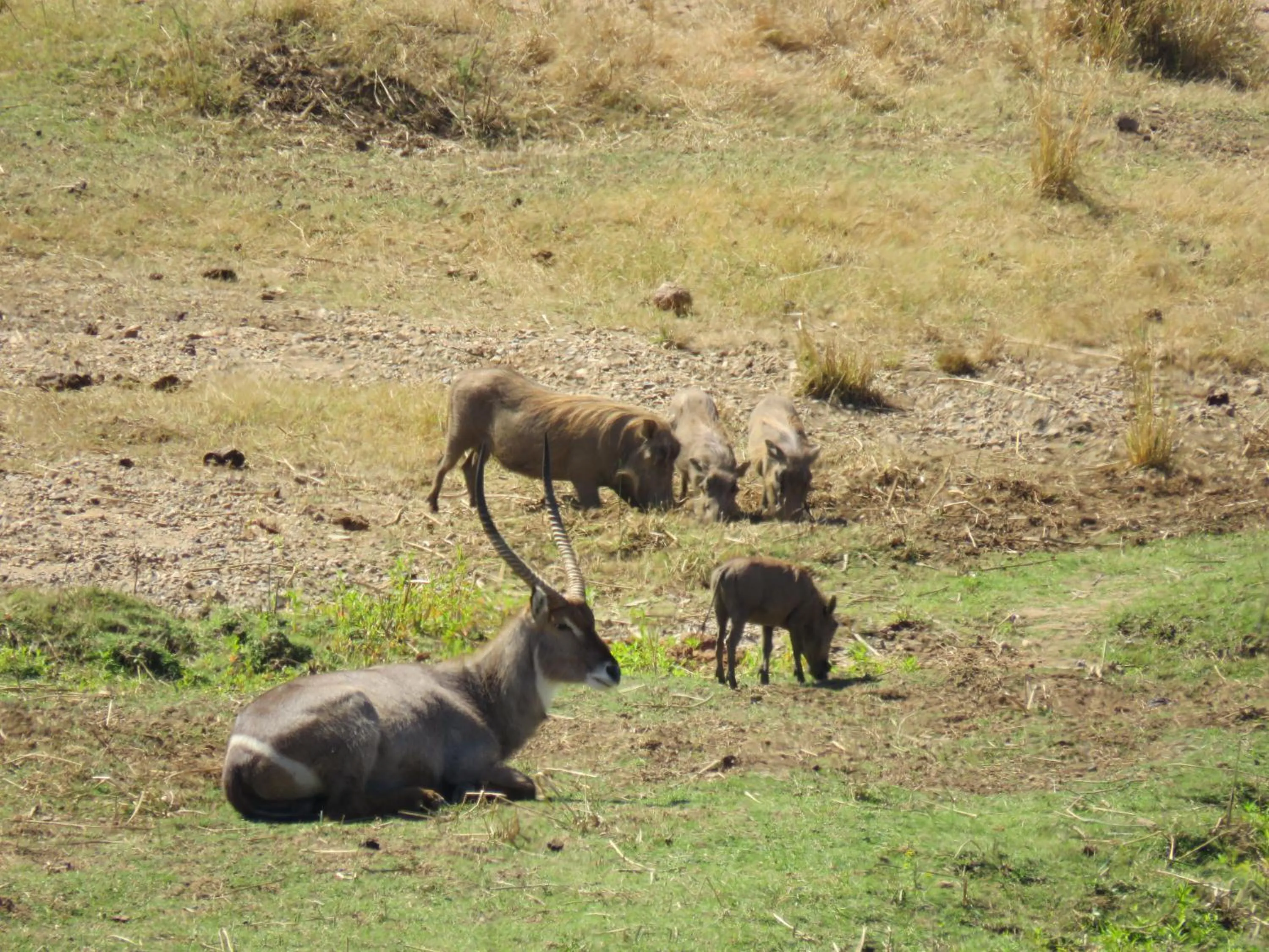 Animals in Riverview Inn