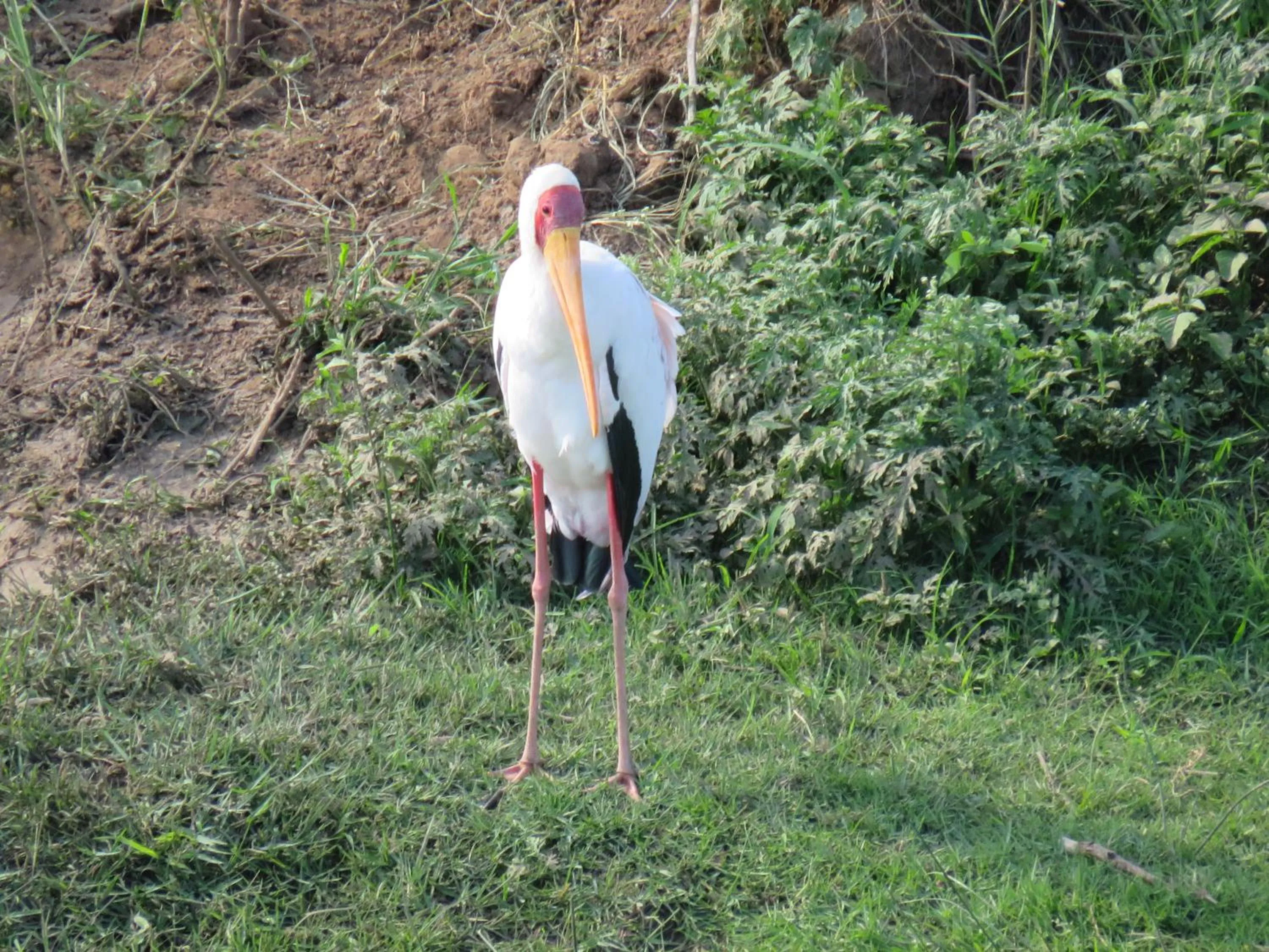 Animals in Riverview Inn