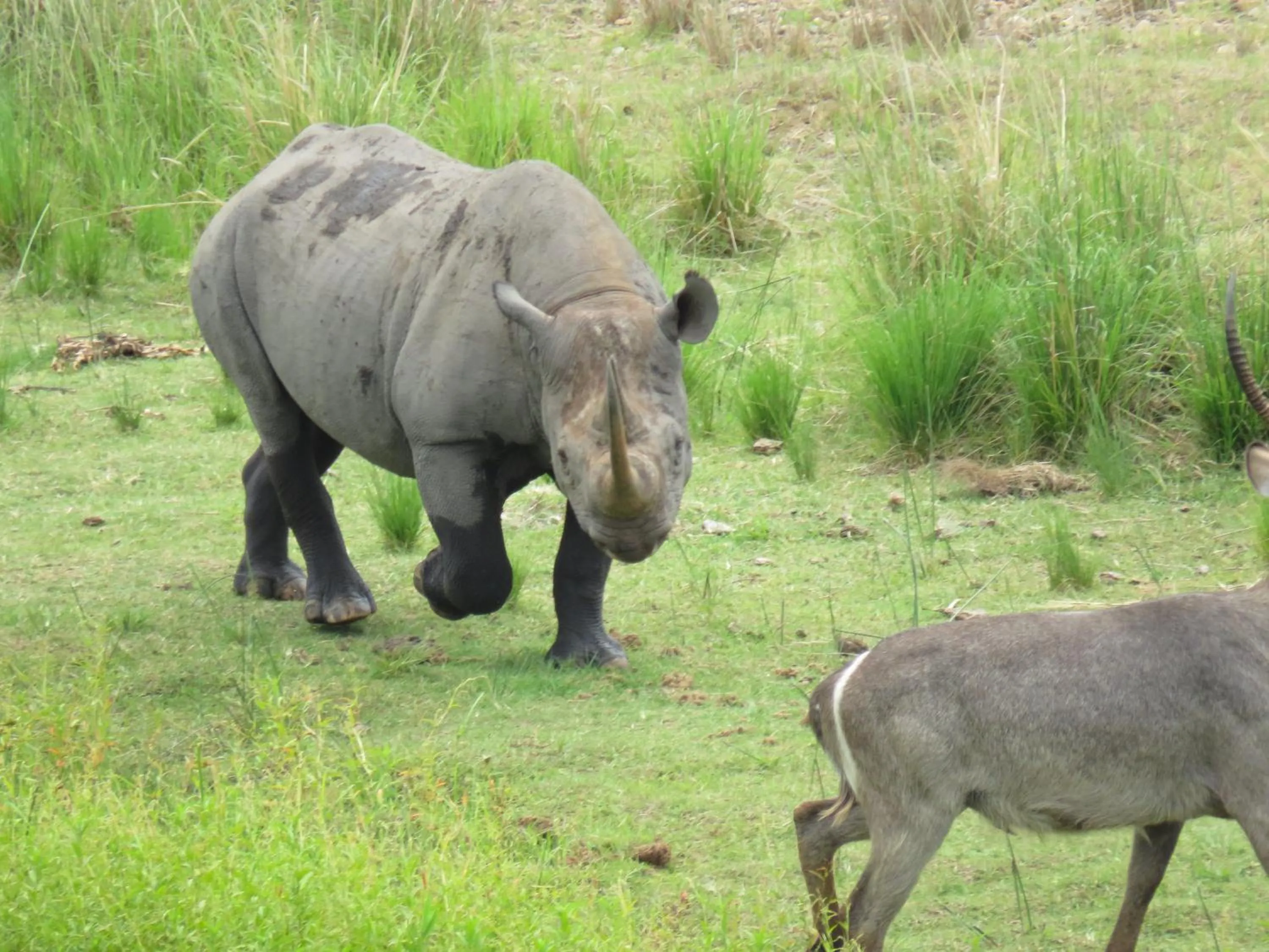 Animals in Riverview Inn