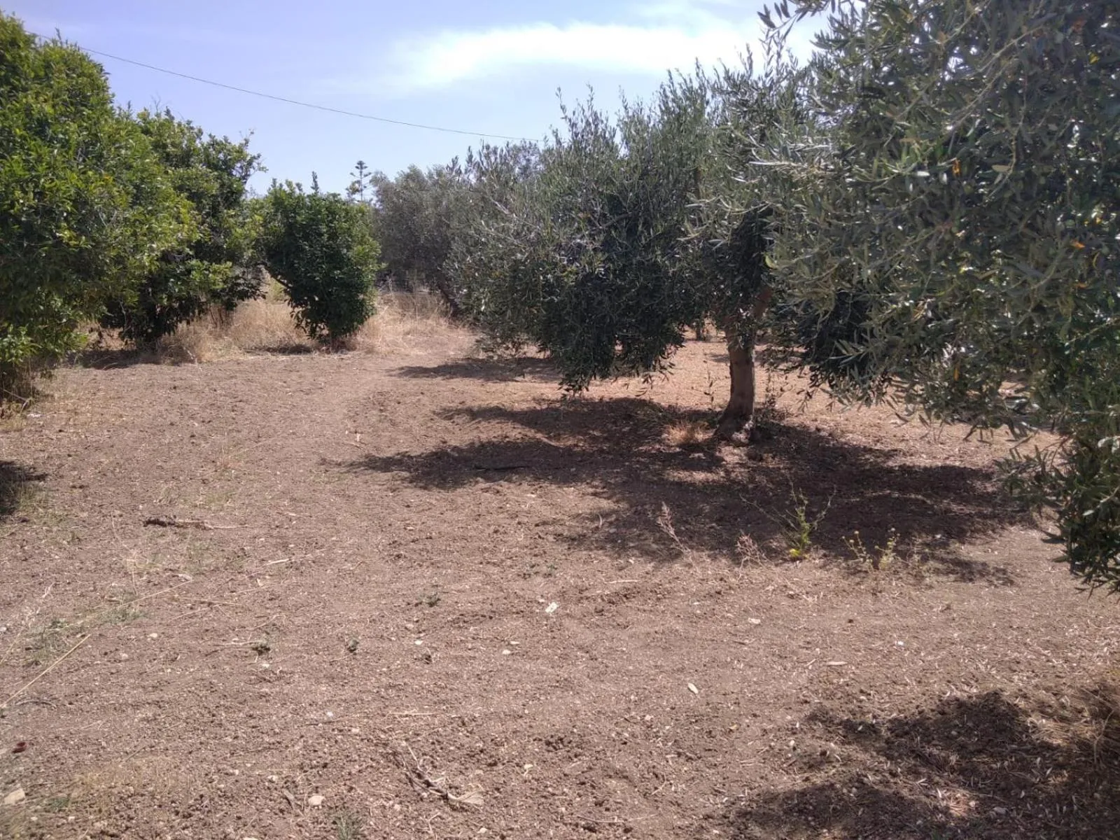 Garden view in Capinera
