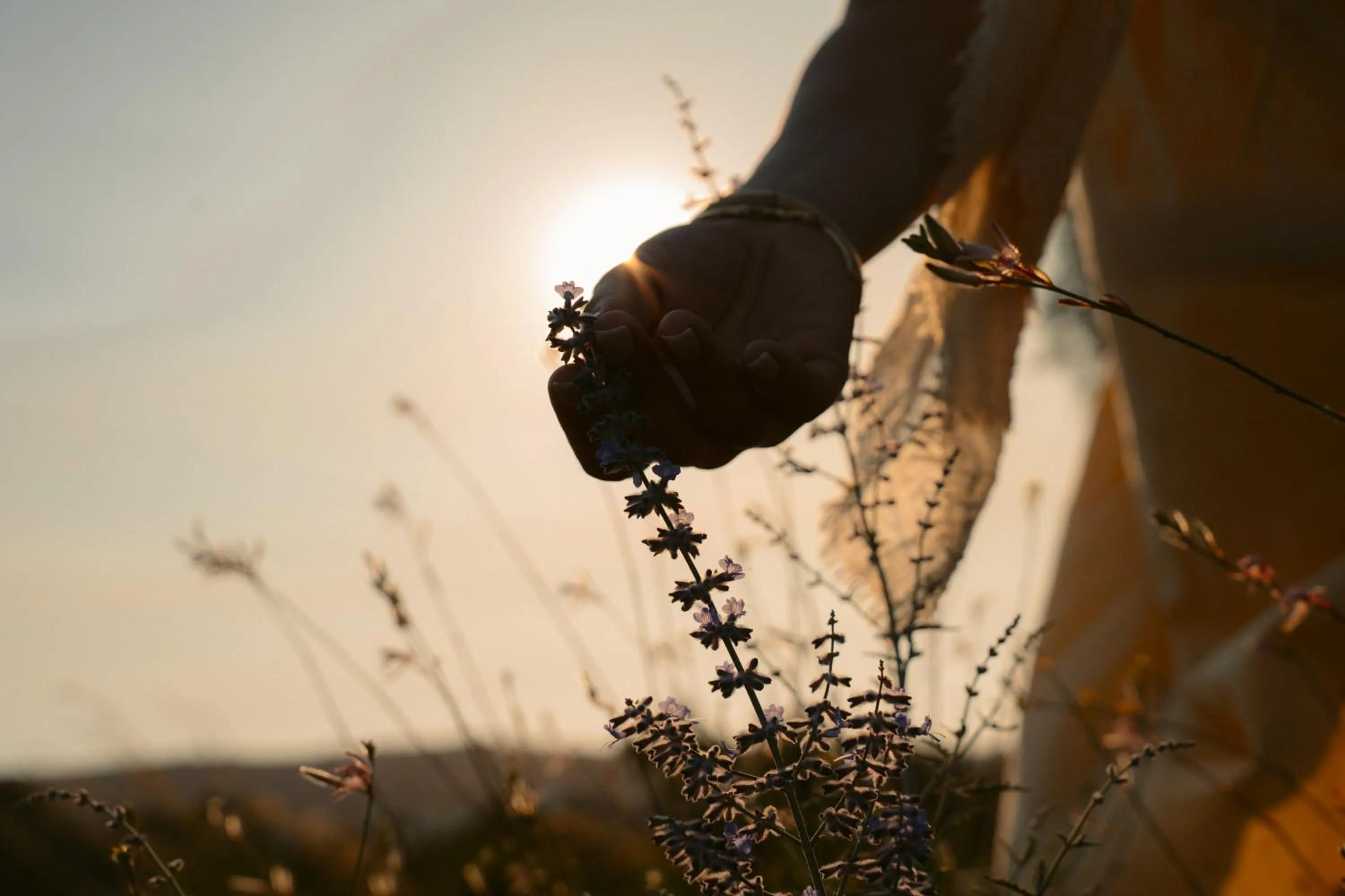 Garden in Black Rose Beach Suites