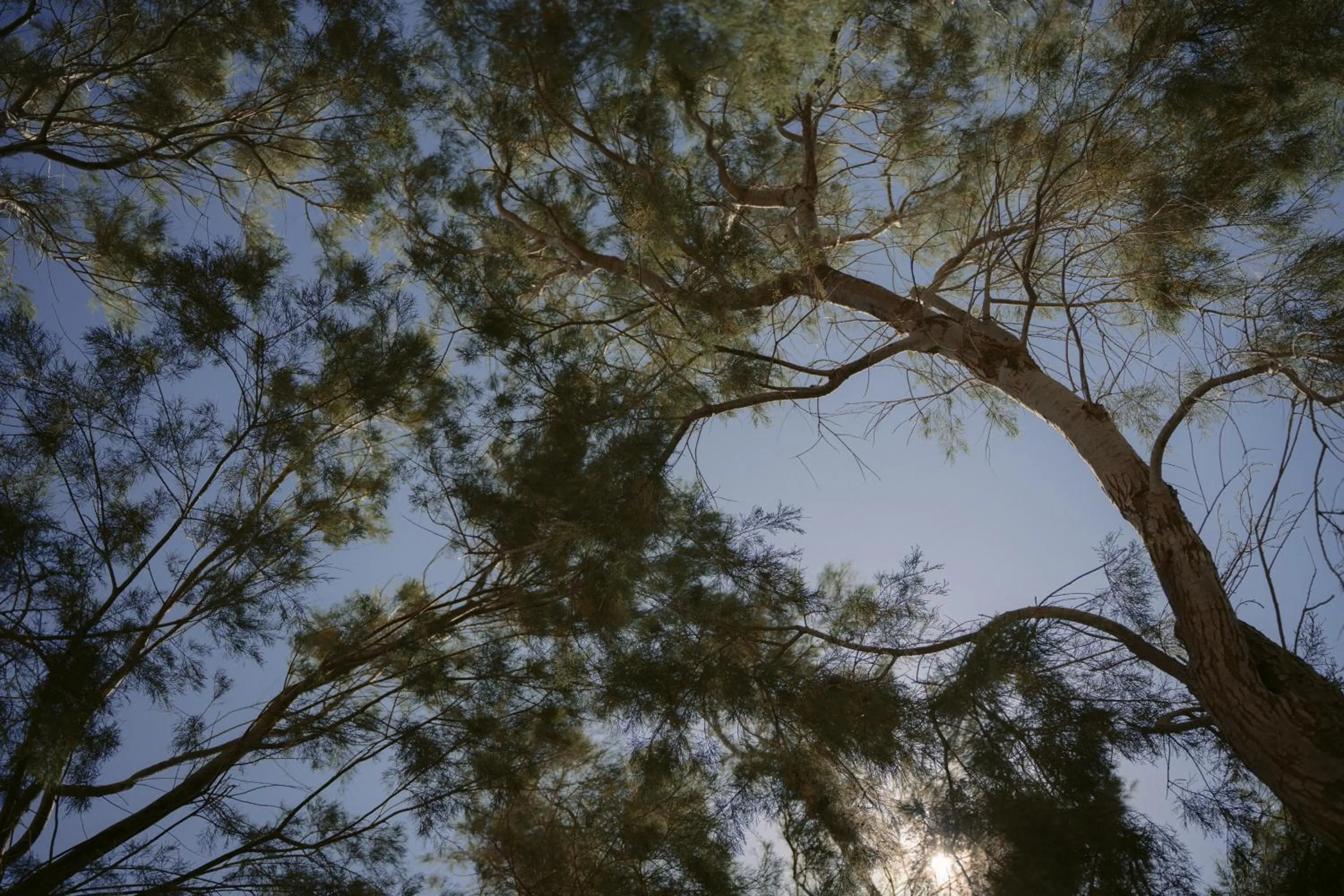 Garden in Black Rose Beach Suites