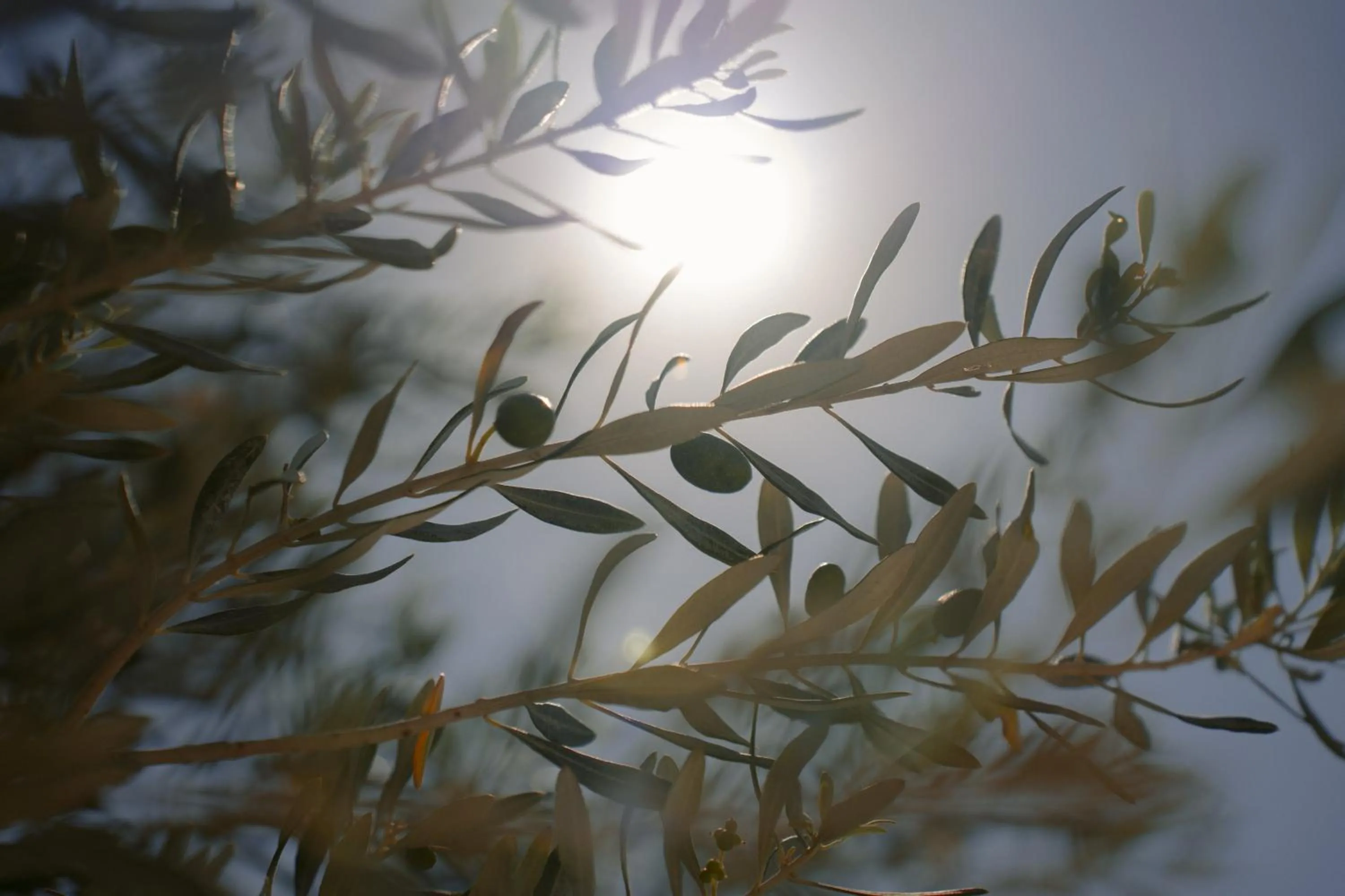 Garden in Black Rose Beach Suites