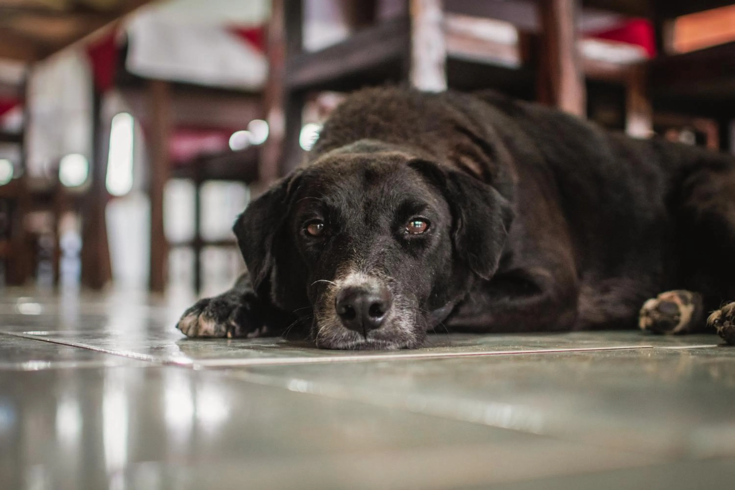 Animals in Hotel Marina Clube de Pesca