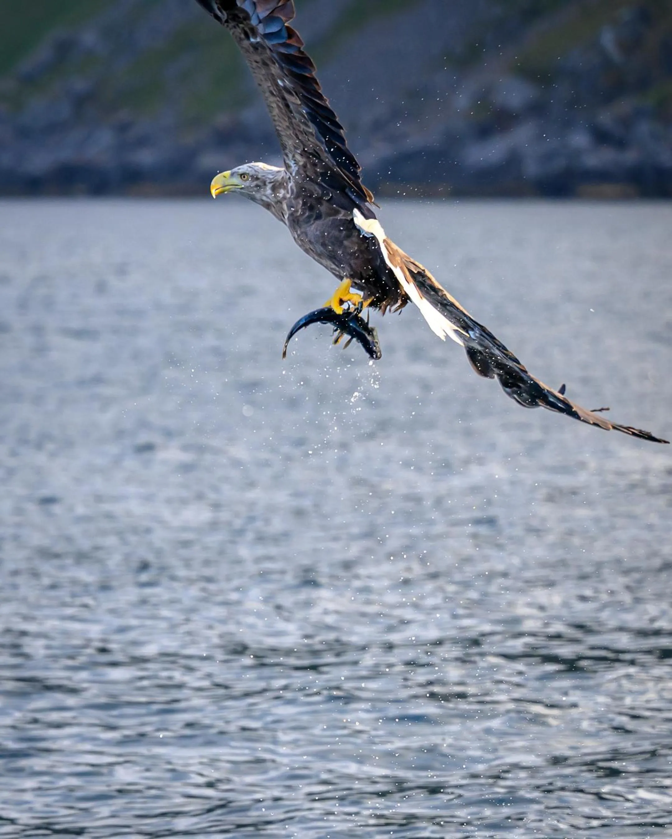 Northern Light Hotell/Camp Steinfjord
