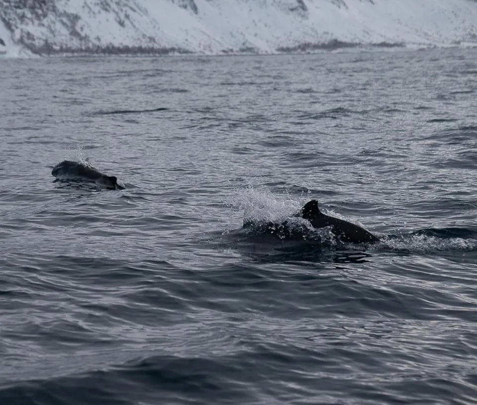 Northern Light Hotell/Camp Steinfjord