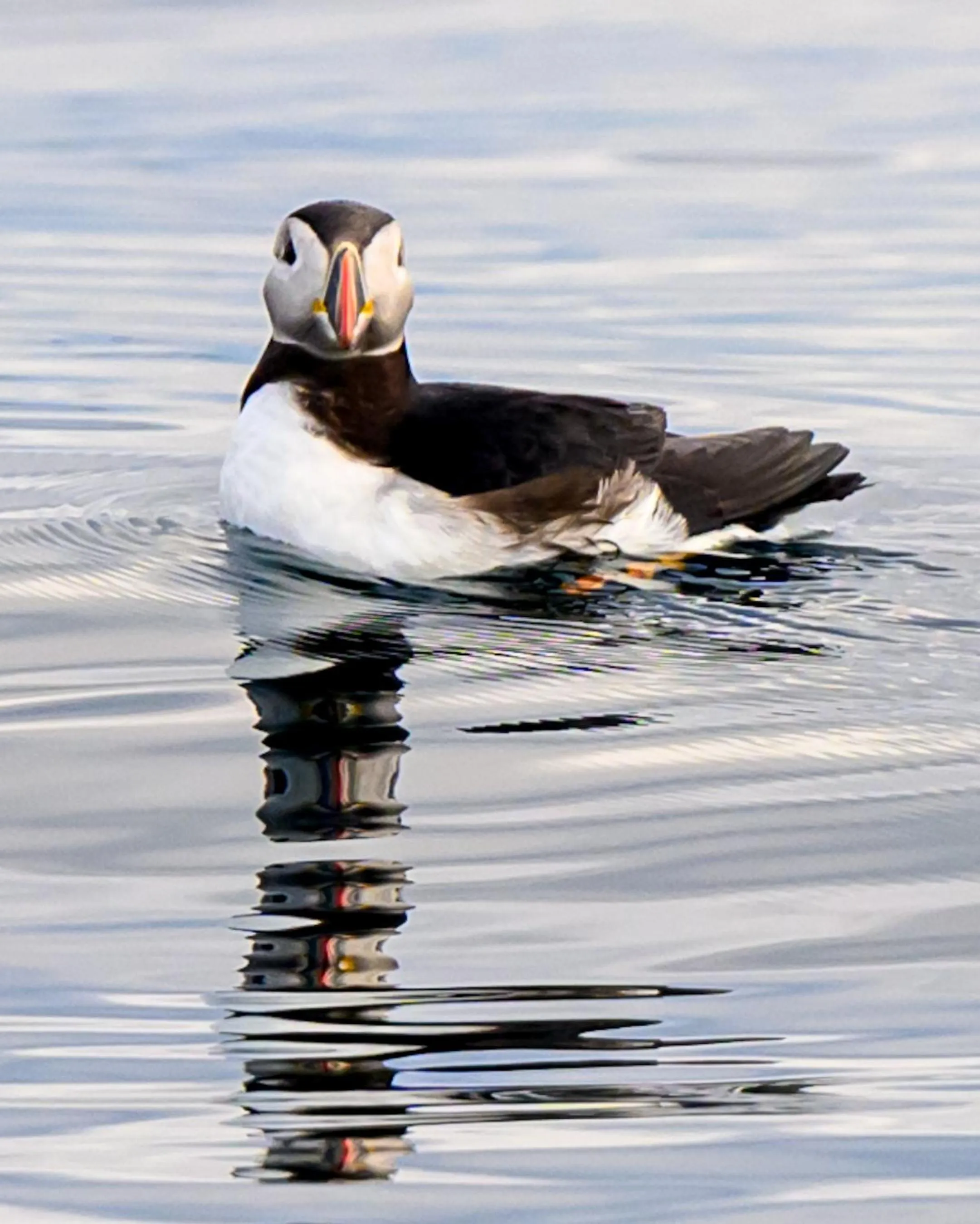 Northern Light Hotell/Camp Steinfjord