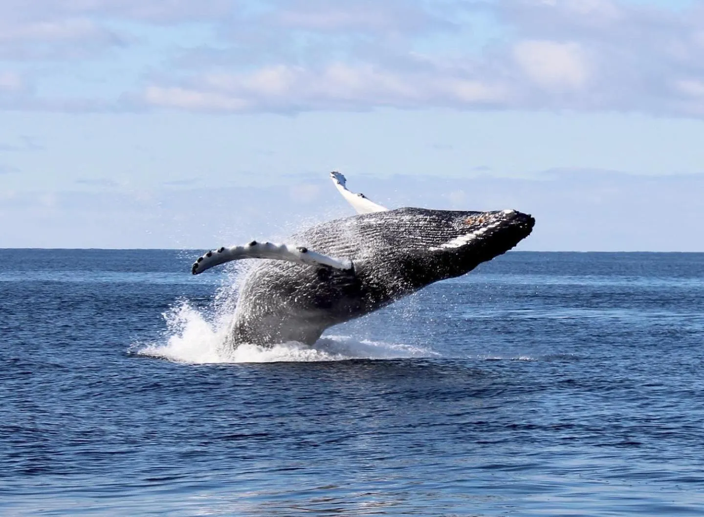 Northern Light Hotell/Camp Steinfjord
