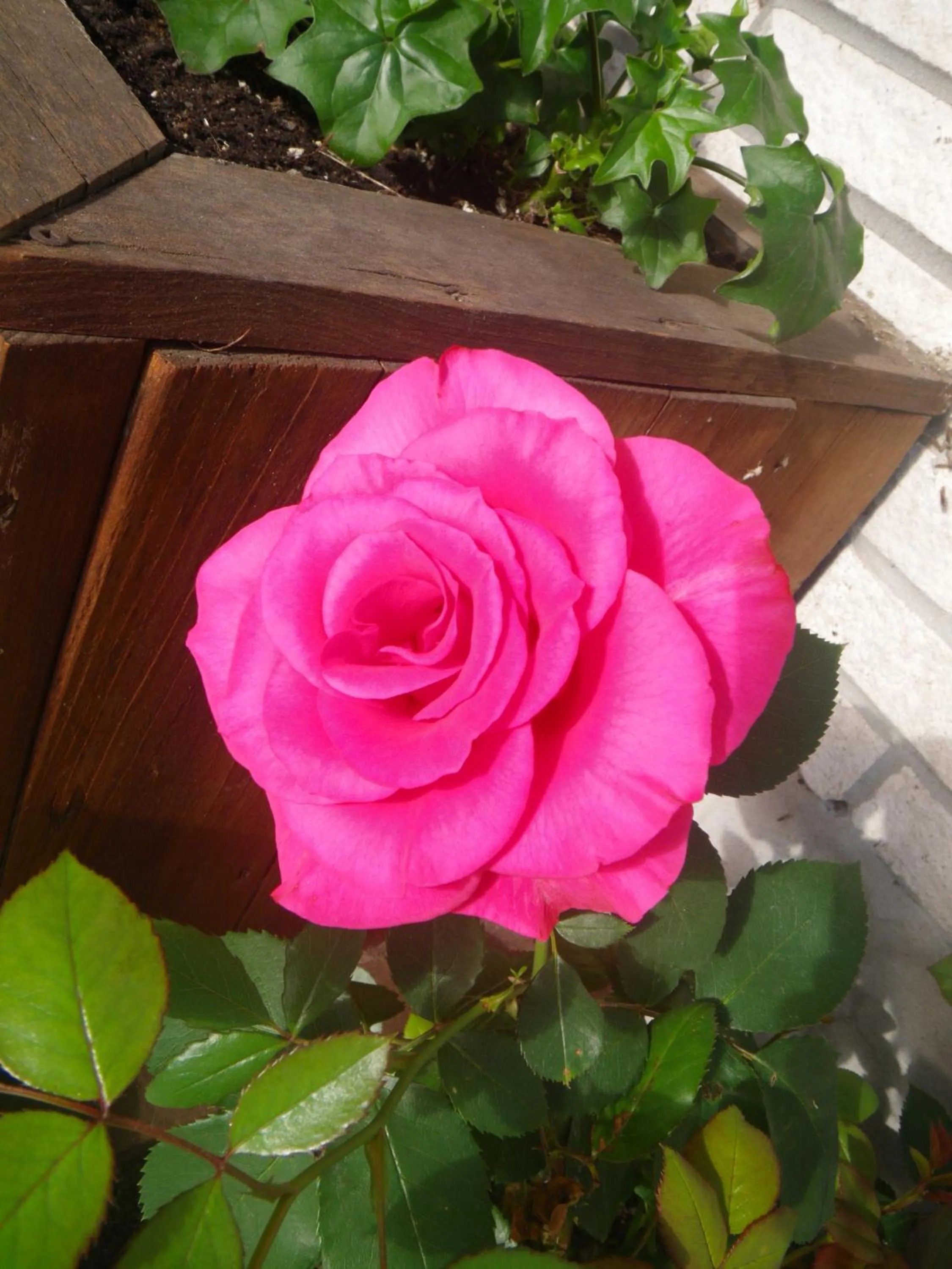 Garden in Motel Belle Riviere