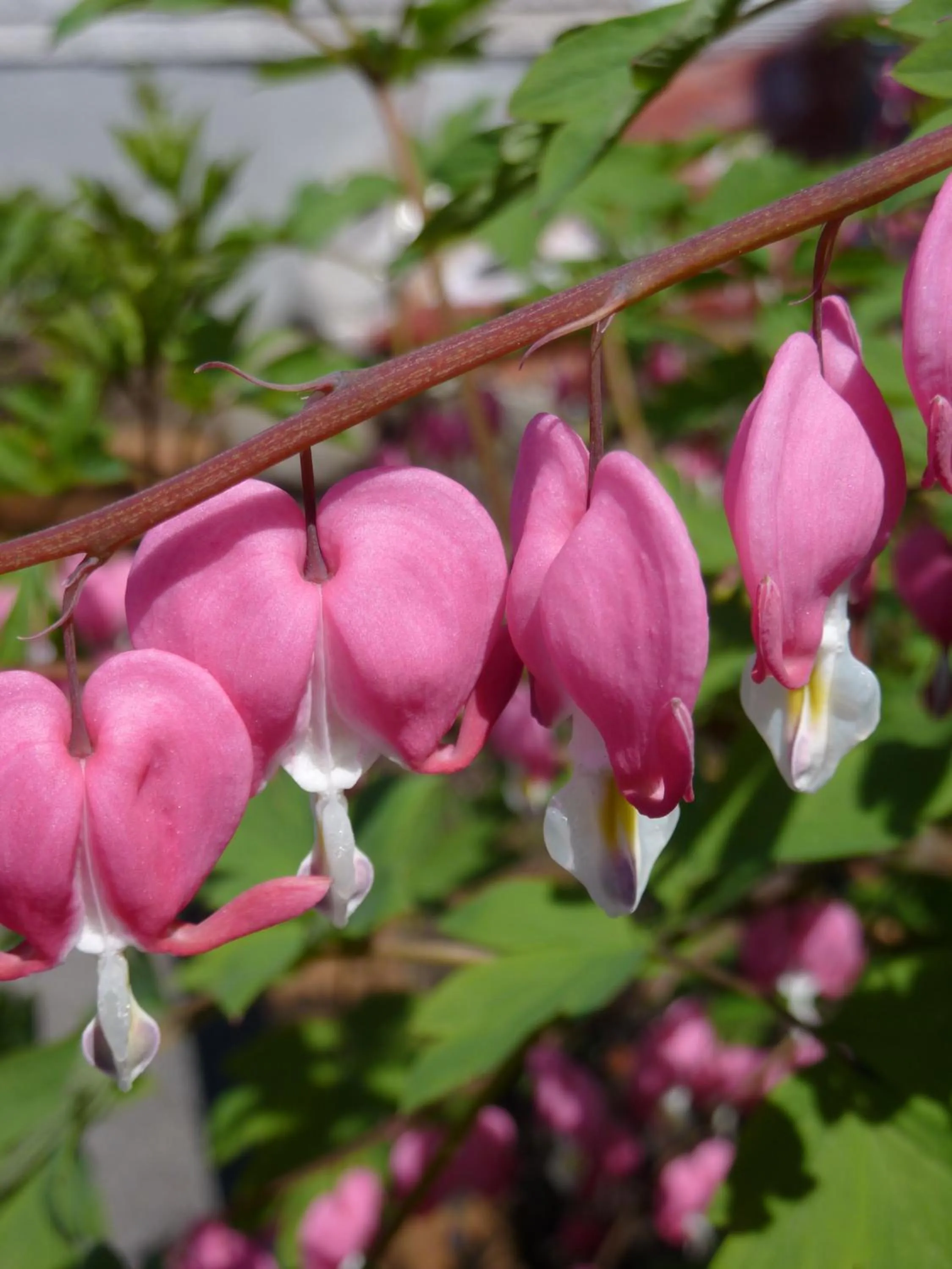 Garden in Motel Belle Riviere
