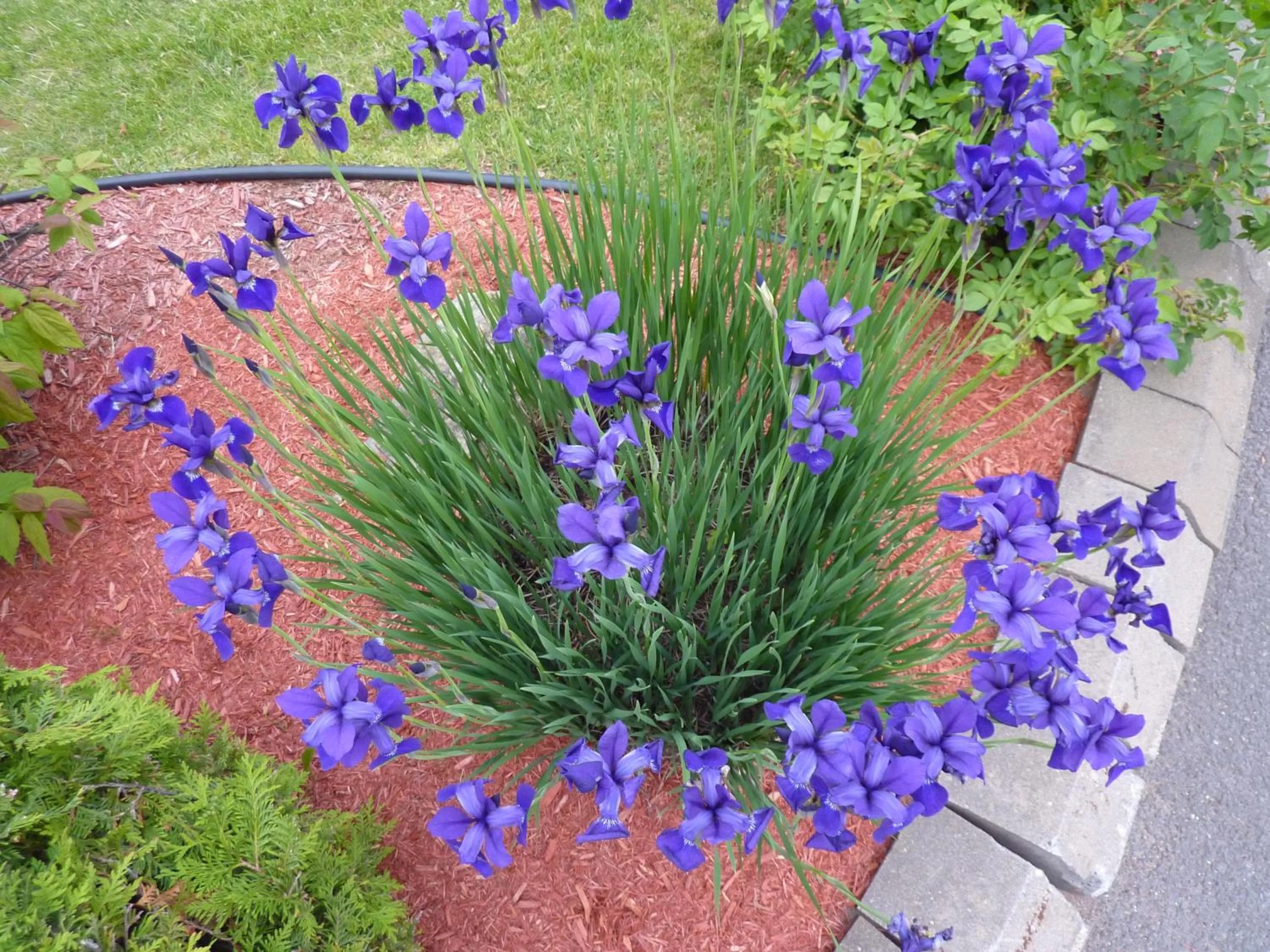 Garden in Motel Belle Riviere