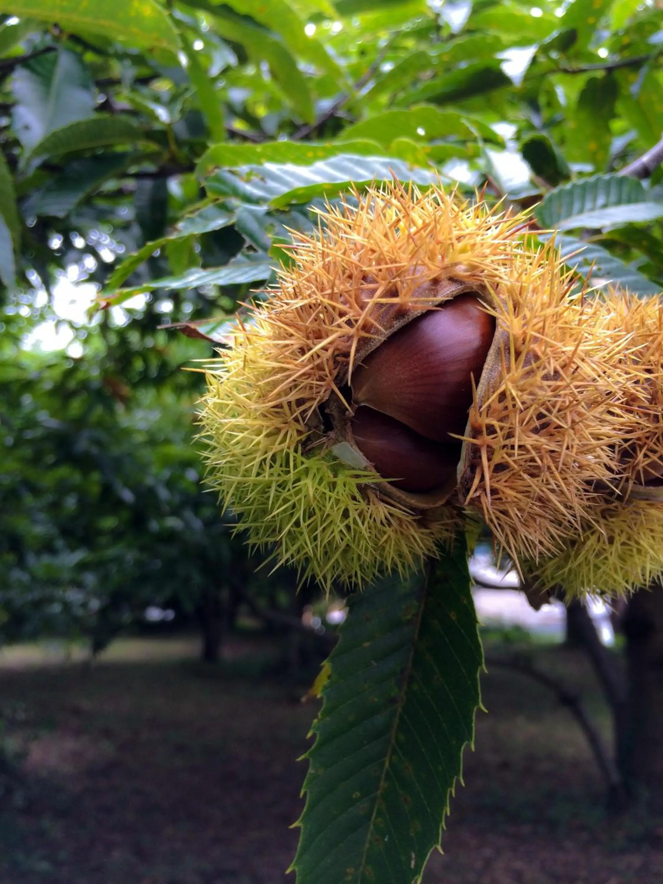 Other in Minami Aso Luna Observatory Auberge Mori no Atelier