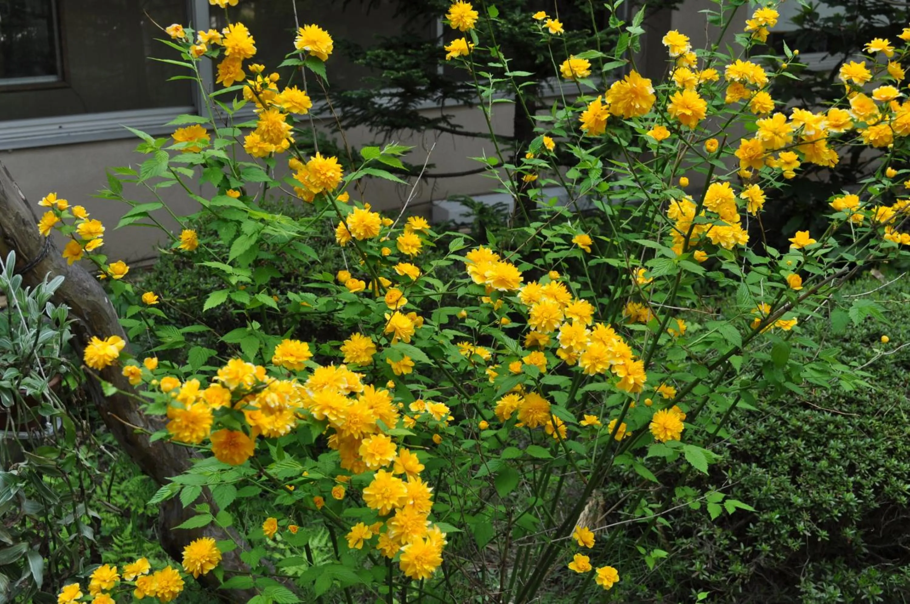 Garden in Yudanaka Yumoto