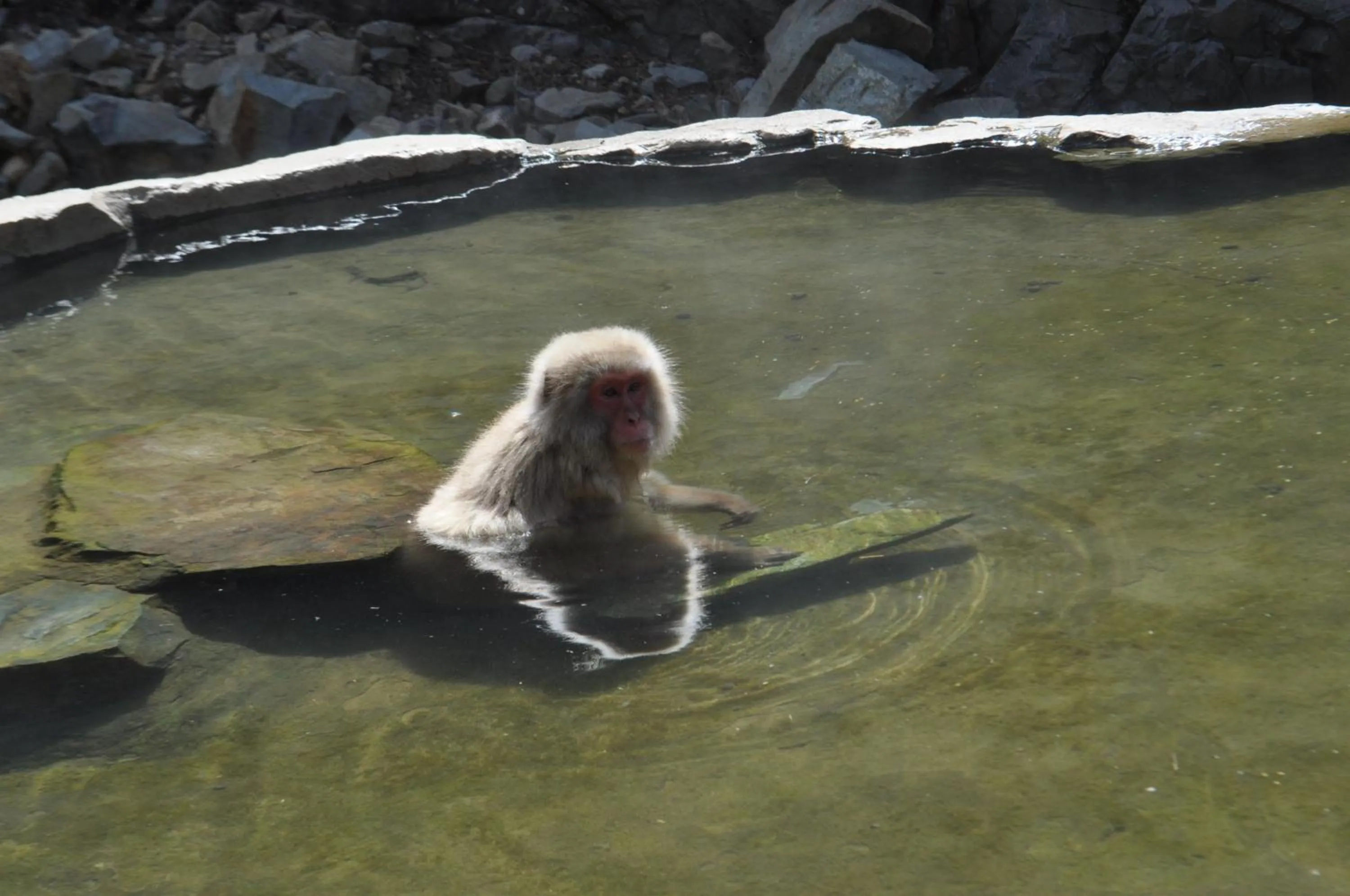 Animals in Yudanaka Yumoto