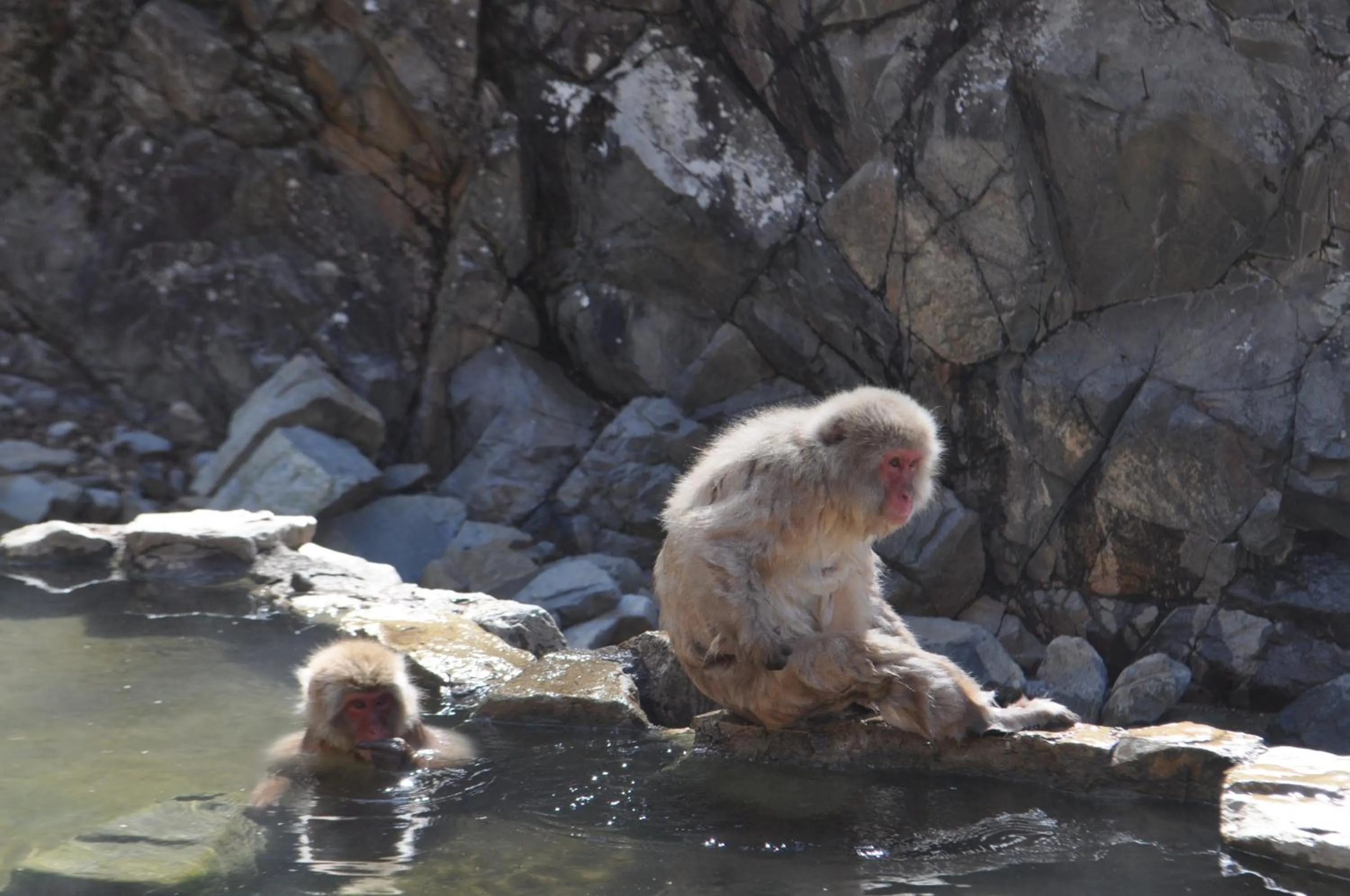 Animals in Yudanaka Yumoto