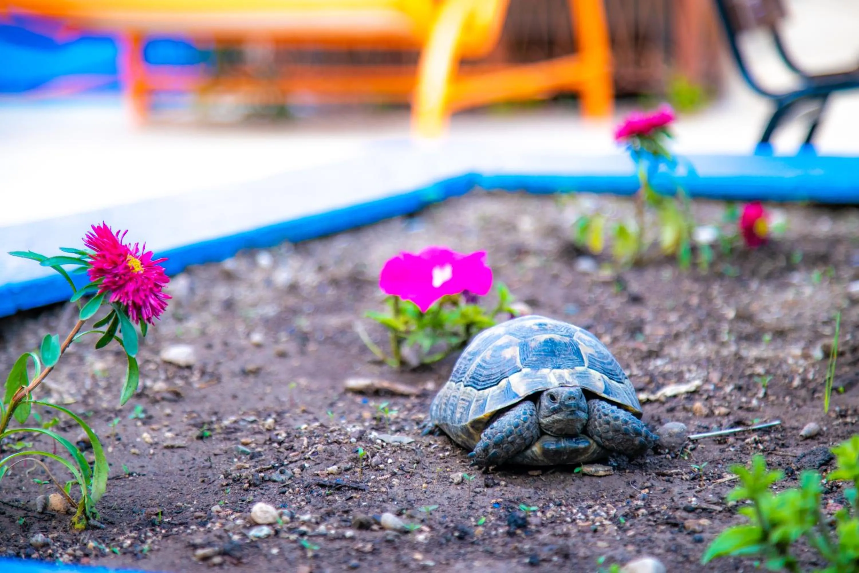 Animals in Kaliptus Hotel