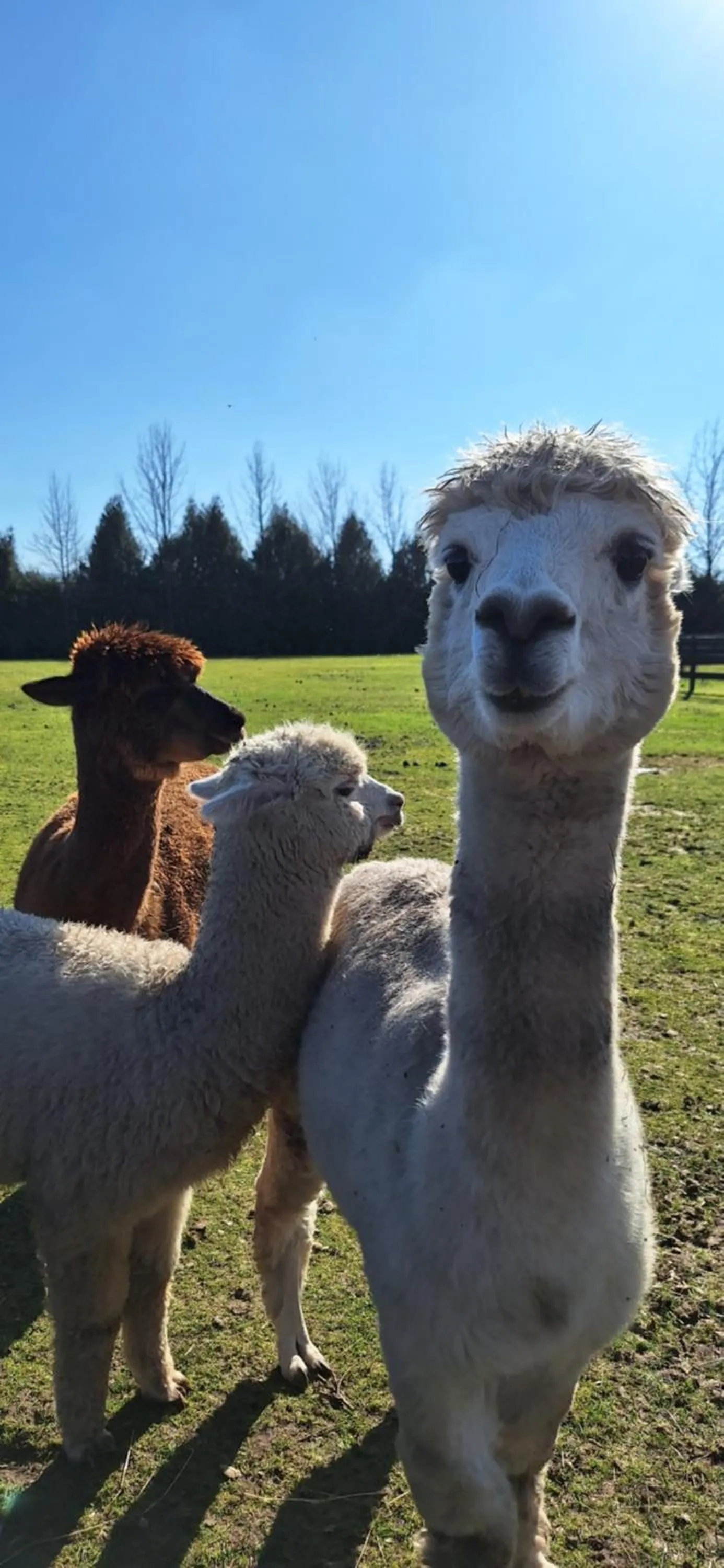 Animals in B&B De Raamberg