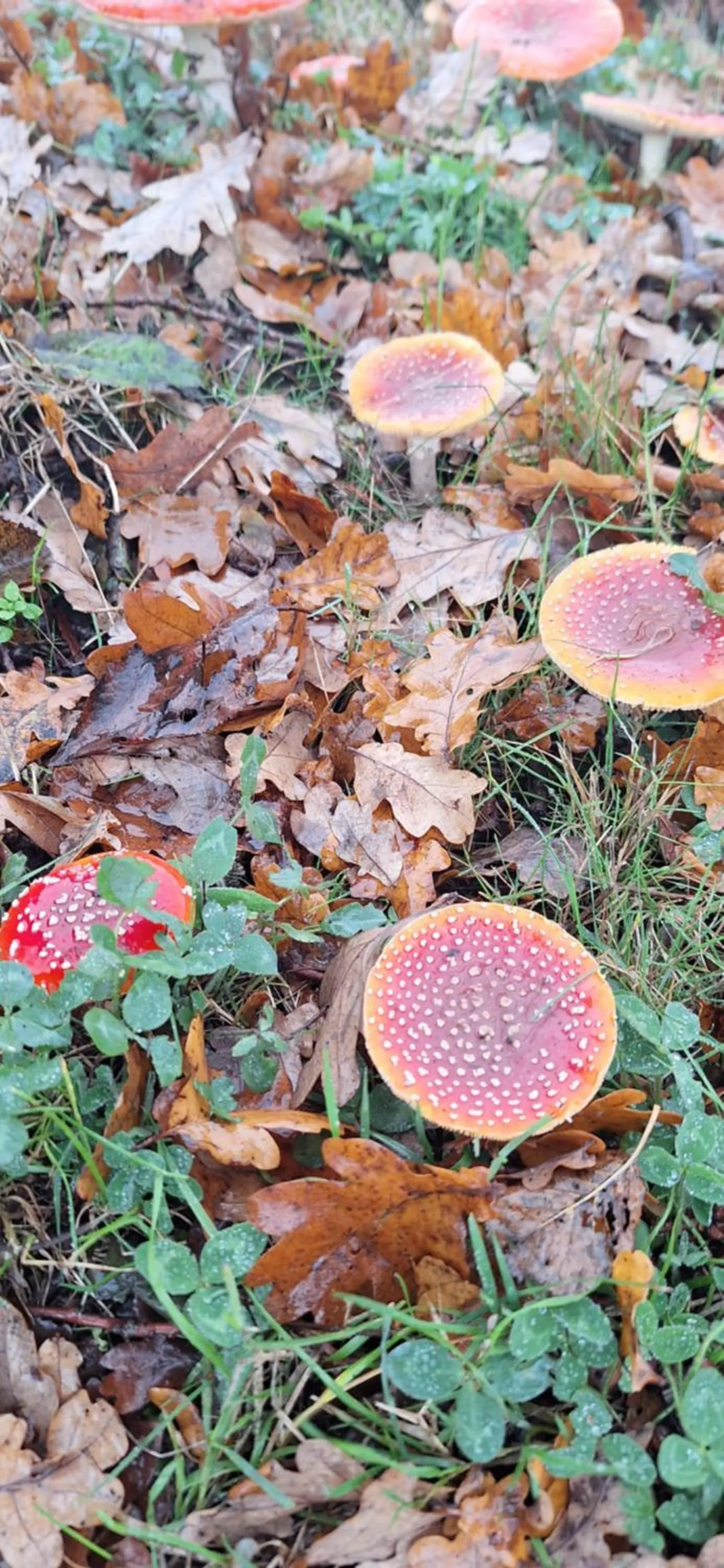 Autumn in B&B De Raamberg