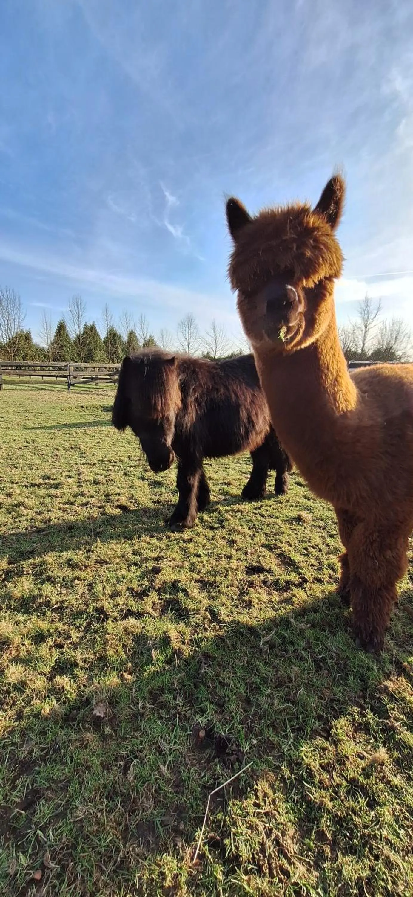 Animals in B&B De Raamberg
