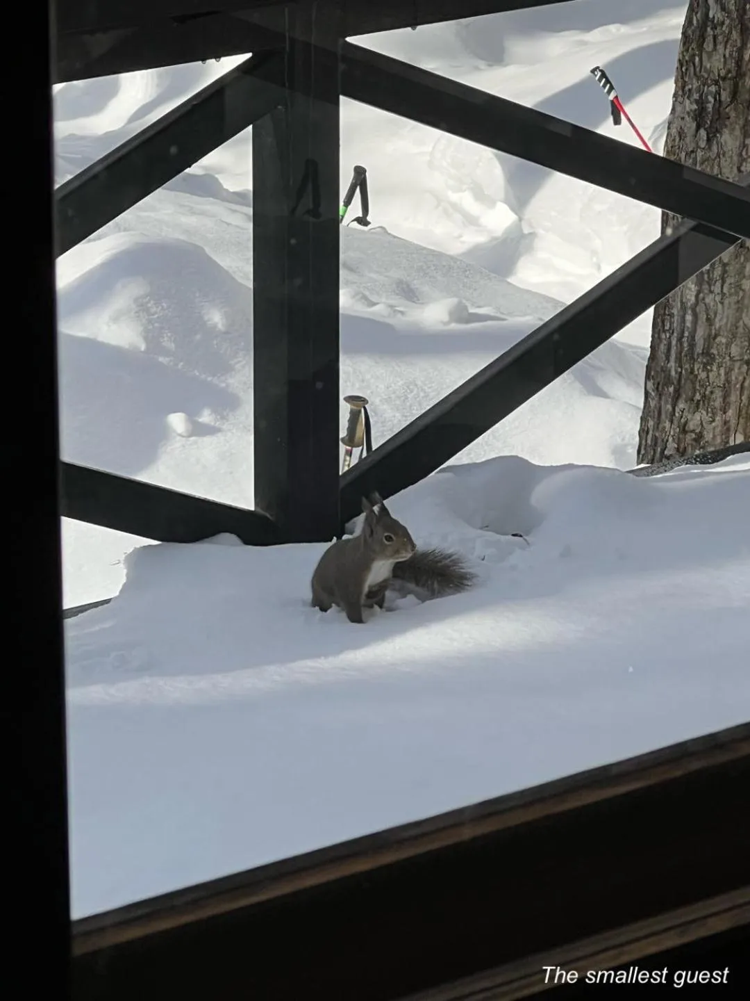 The Guest House Japan Hakuba