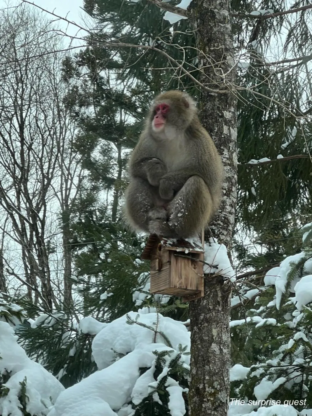 The Guest House Japan Hakuba