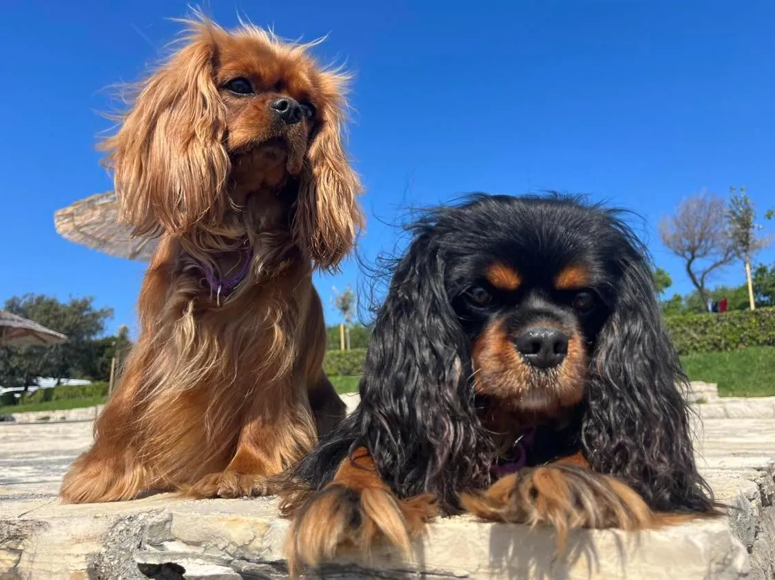 Pri Ancki Sobe Rooms Accomodation Ljubljana suburbs