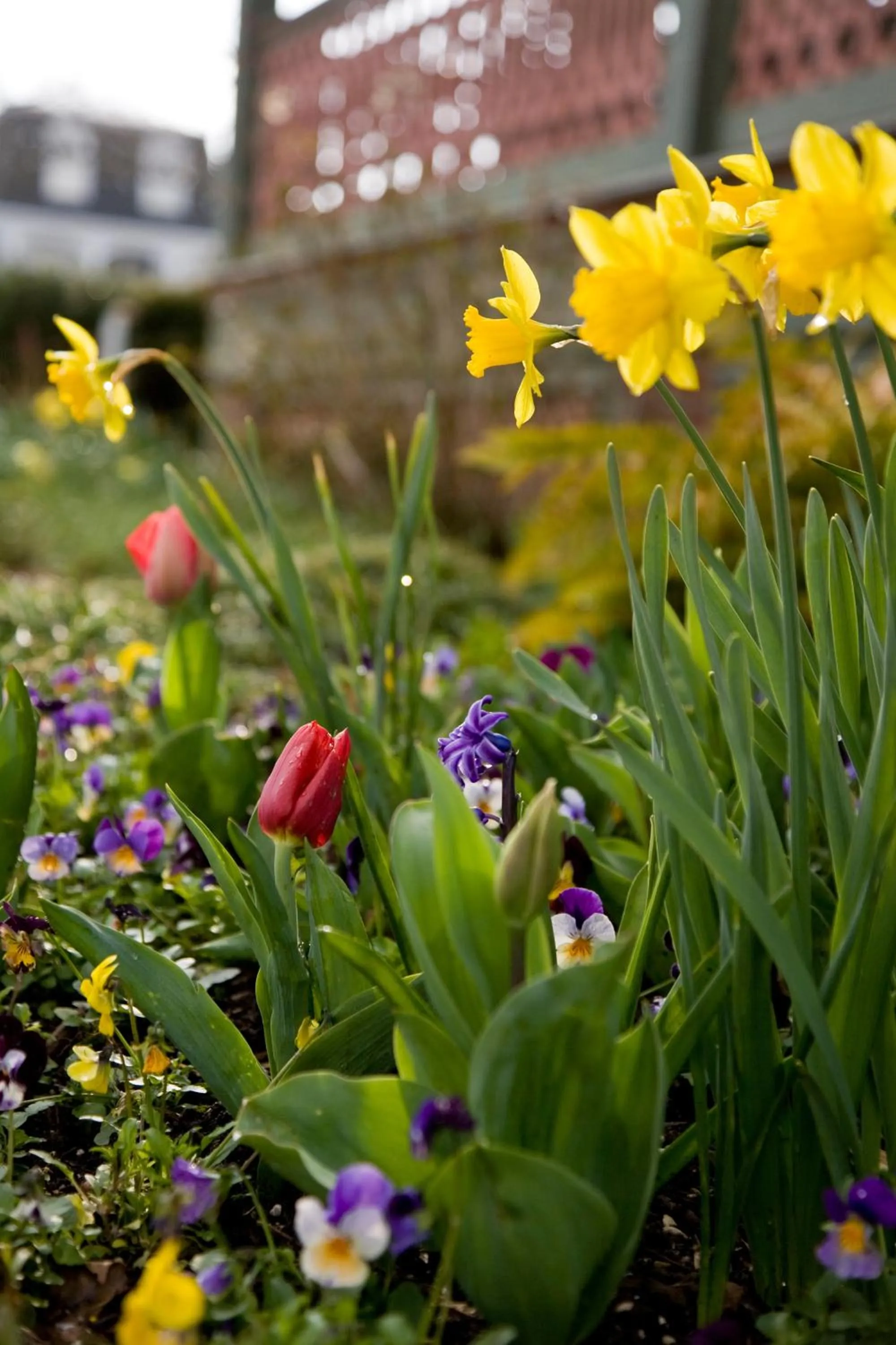 Garden in The Queen Victoria