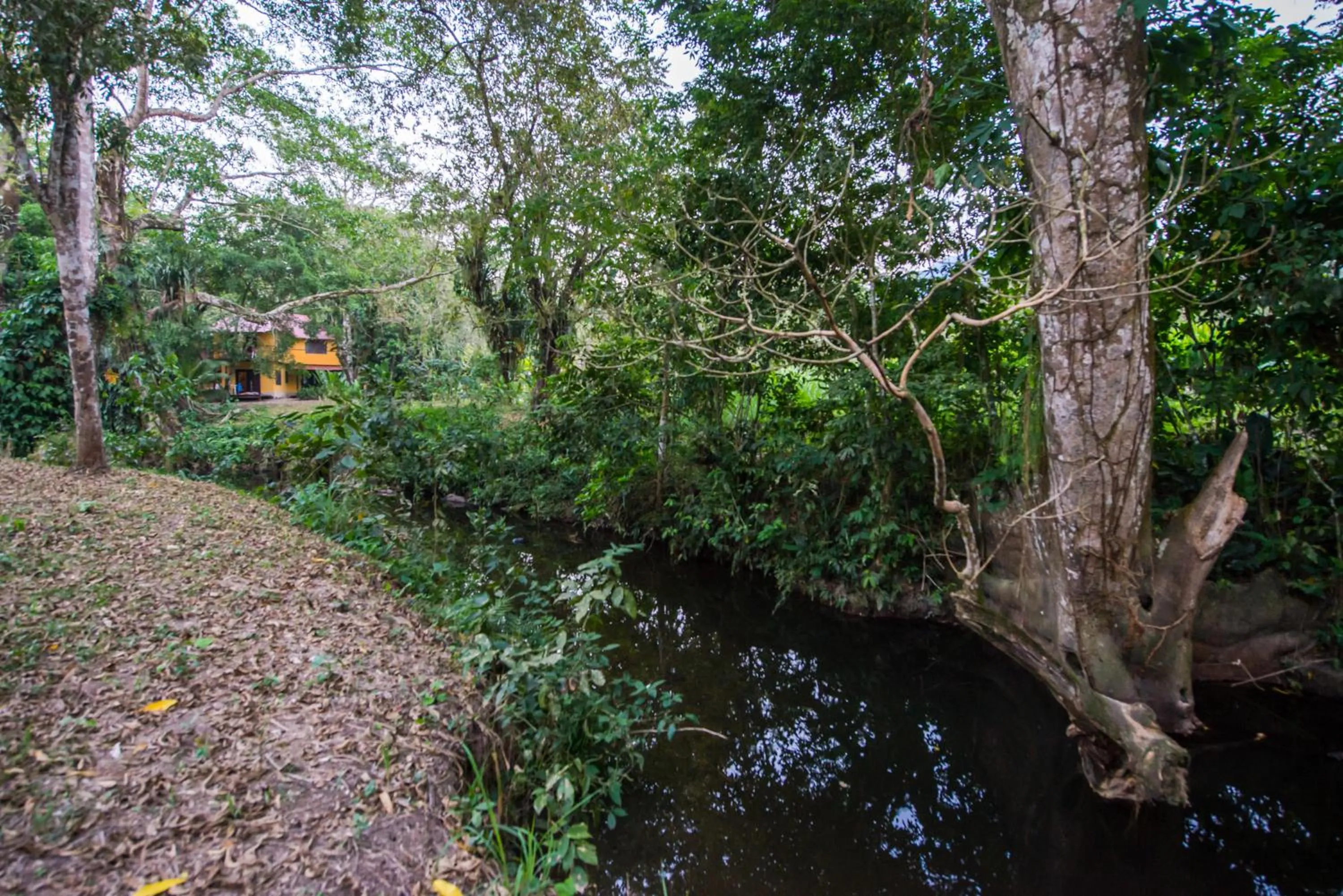 Natural landscape in Cabañas Kin Balam Palenque