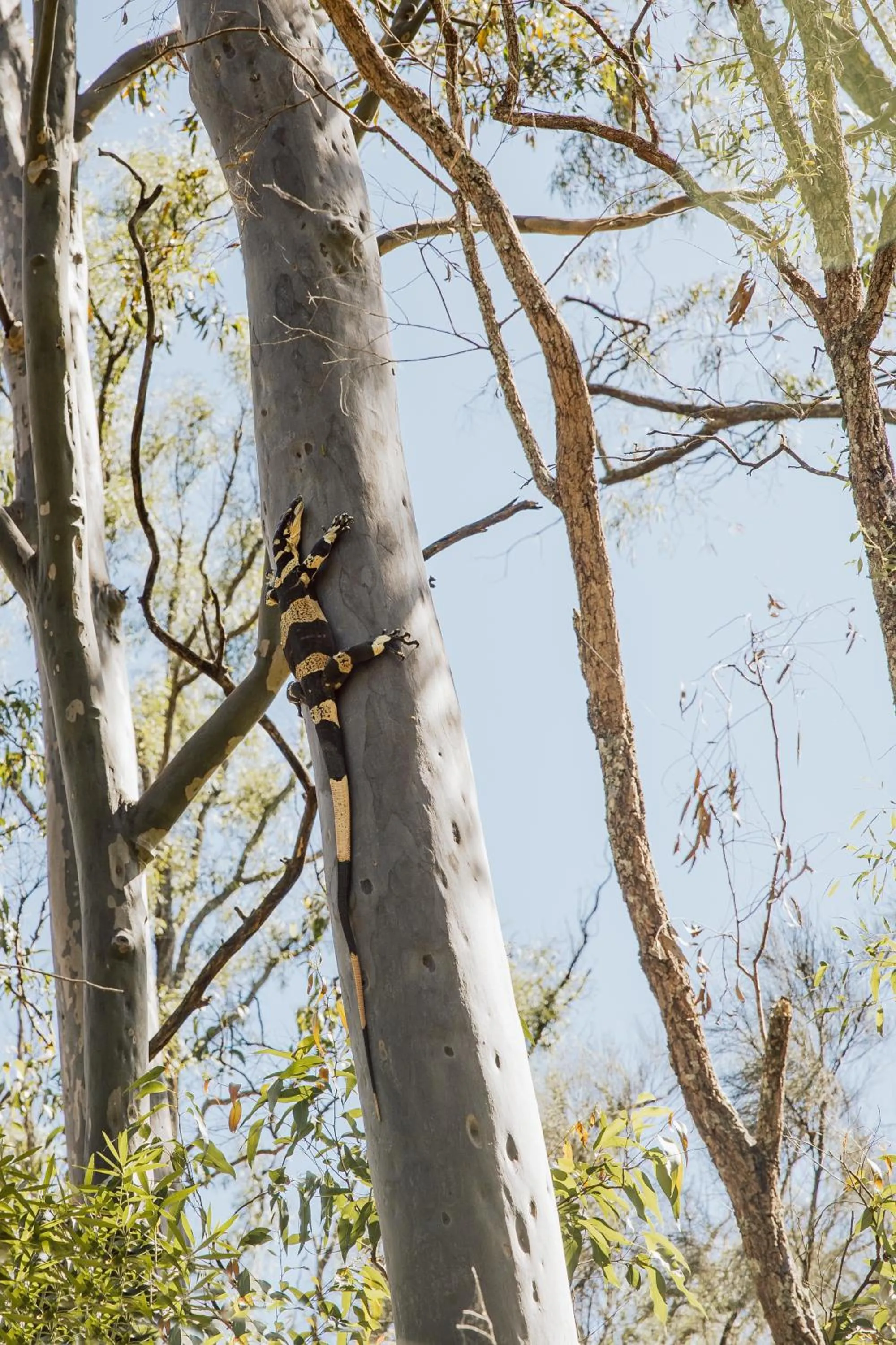 Animals in Pokolbin Cottages