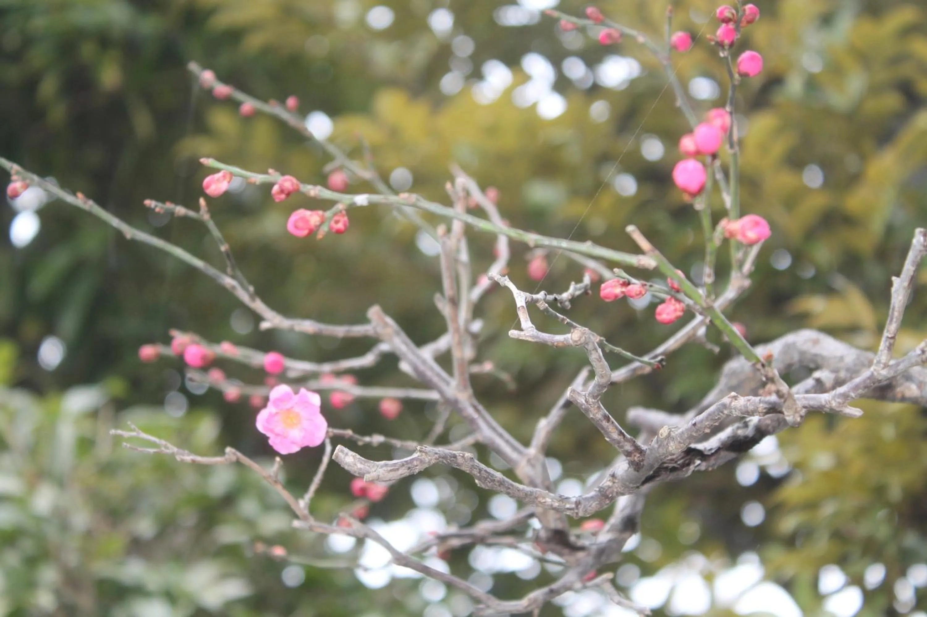Other in Kinugawa Onsen Sanraku