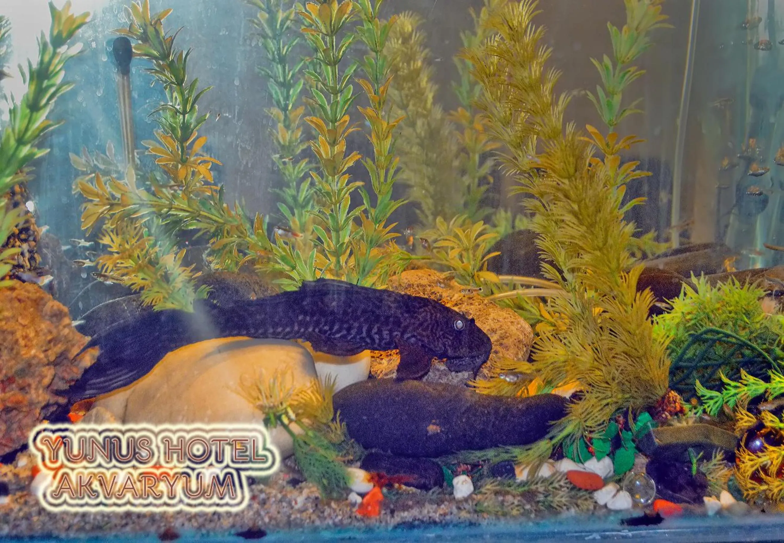 Animals in Yunus Hotel