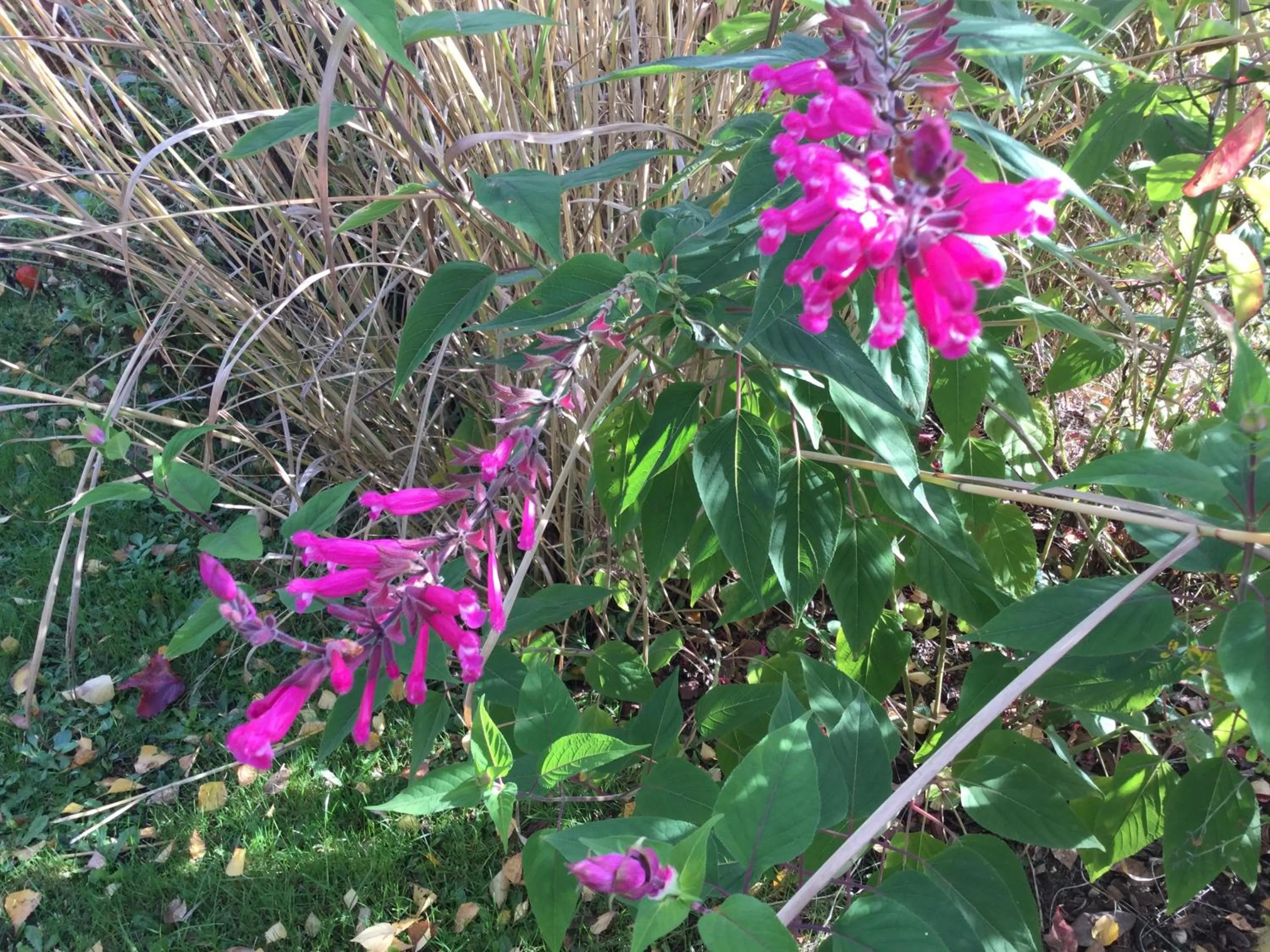 Garden in Chambres d'Hotes au Pays de Valencay en Berry