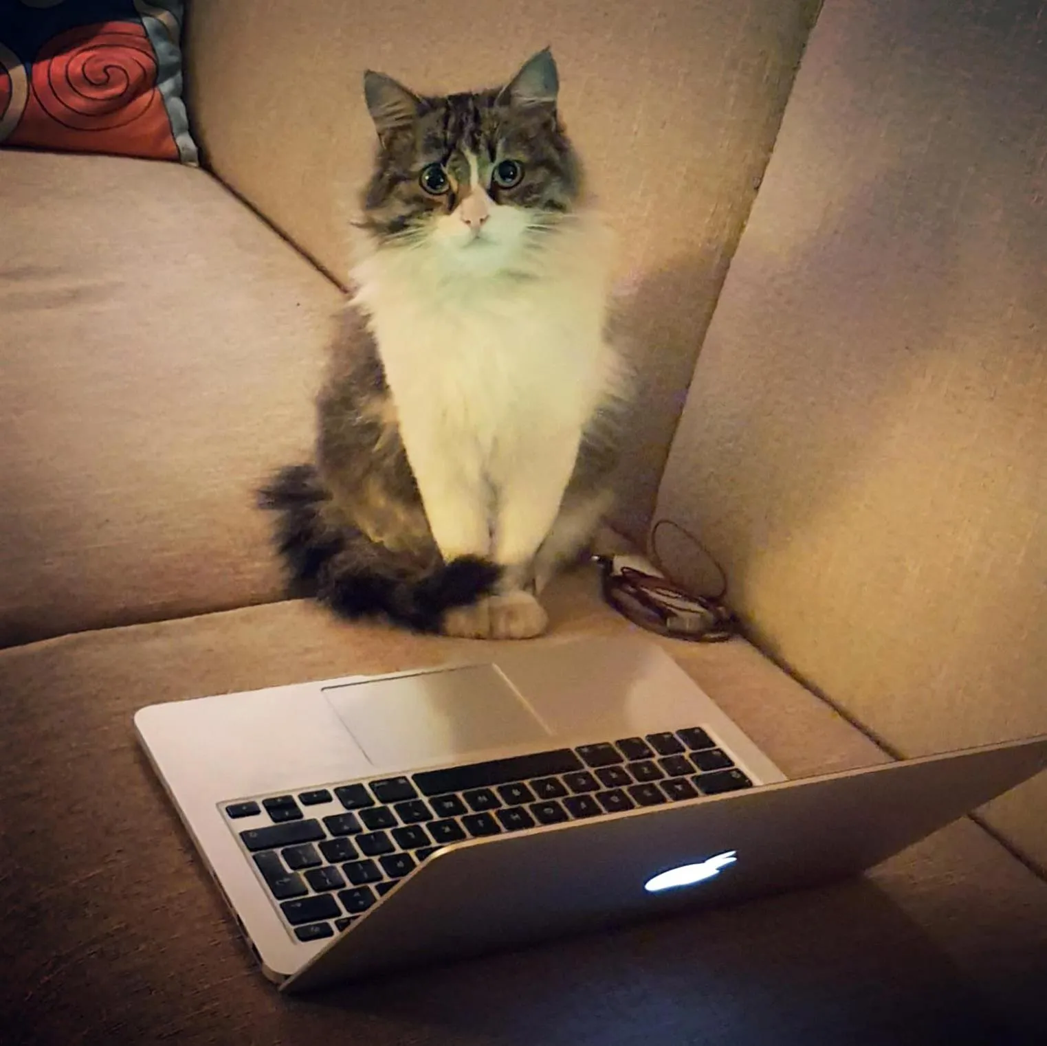 Pets in Karadut Cave Hotel