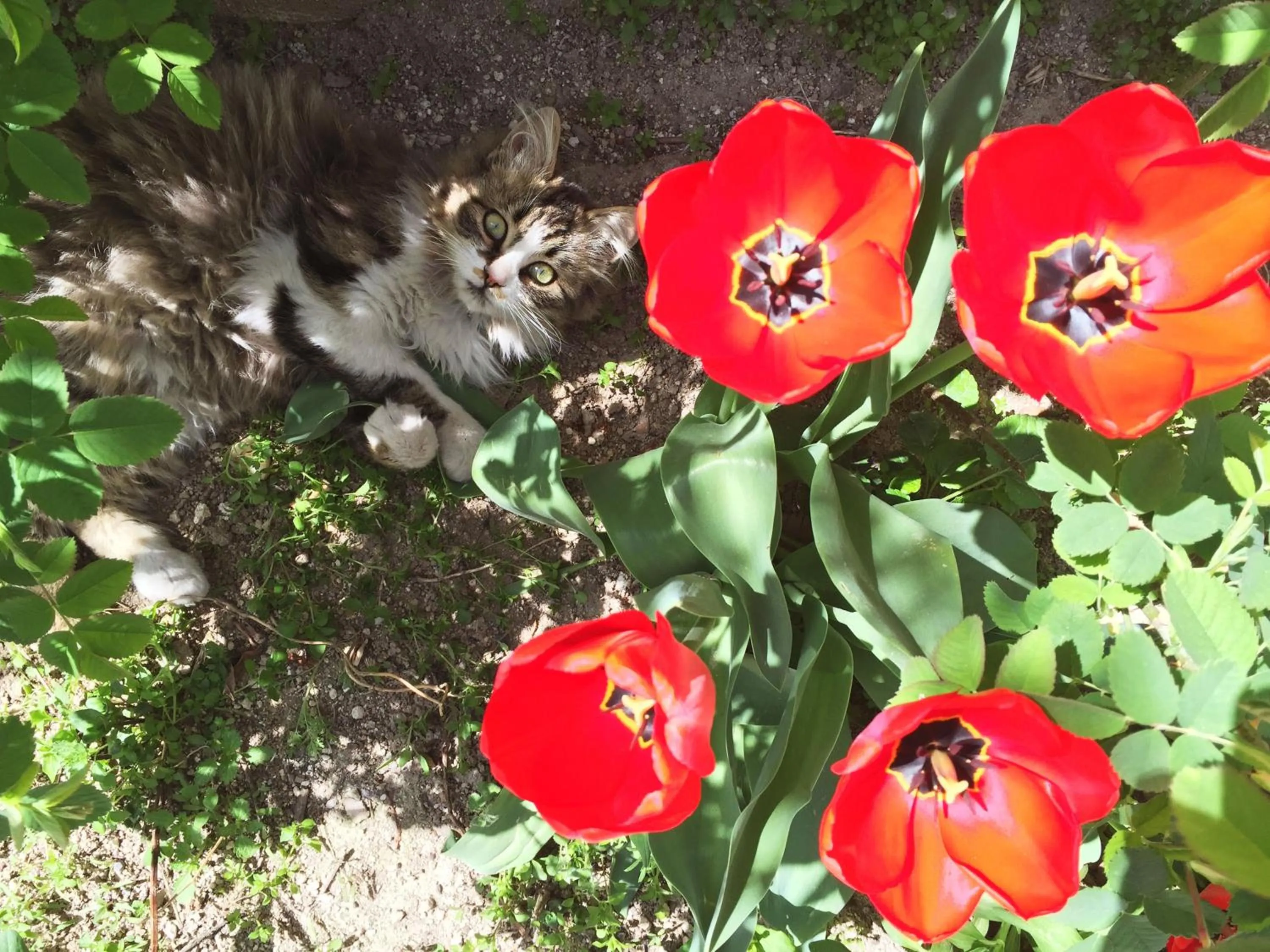 Pets in Karadut Cave Hotel