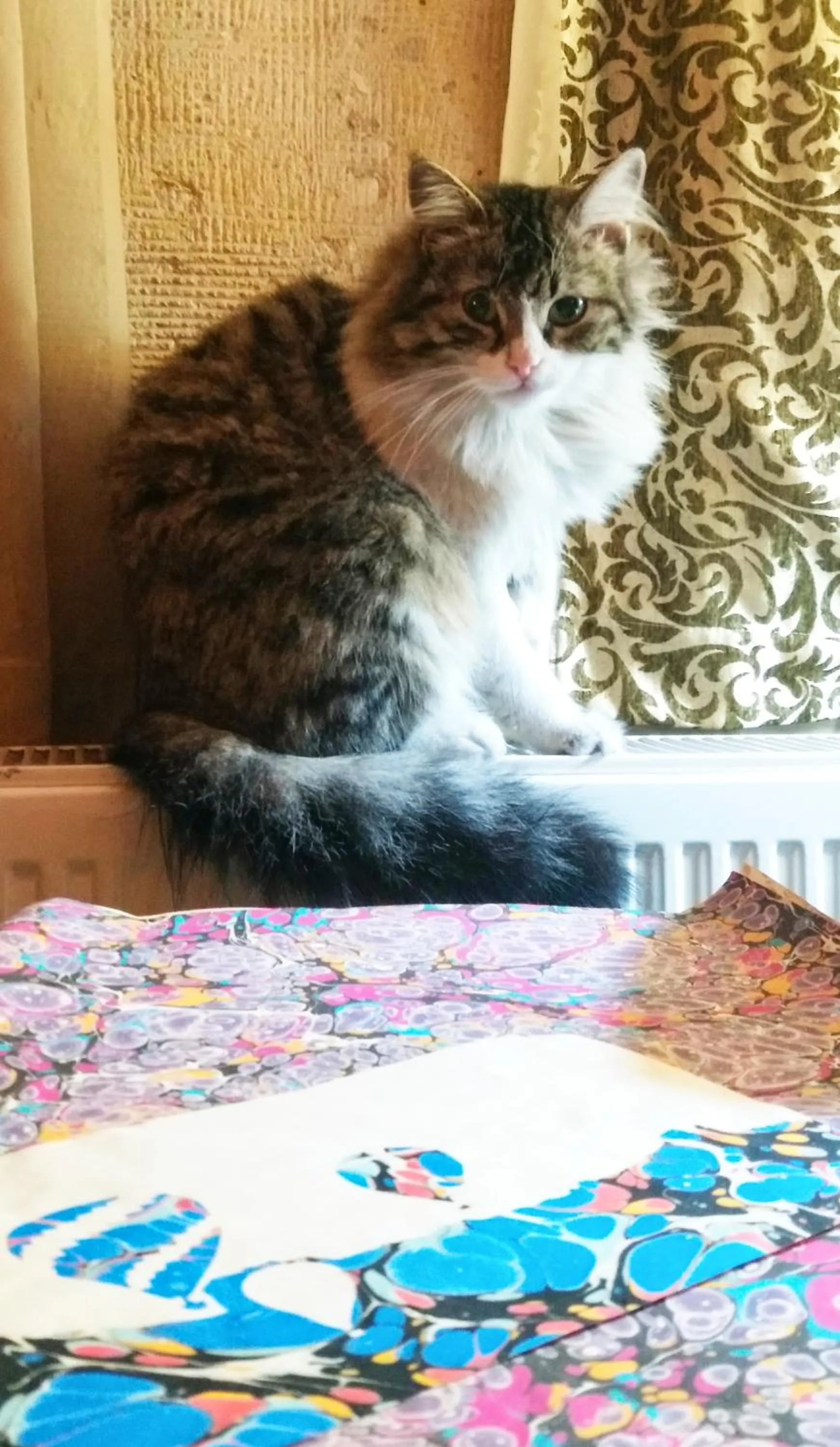 Pets in Karadut Cave Hotel