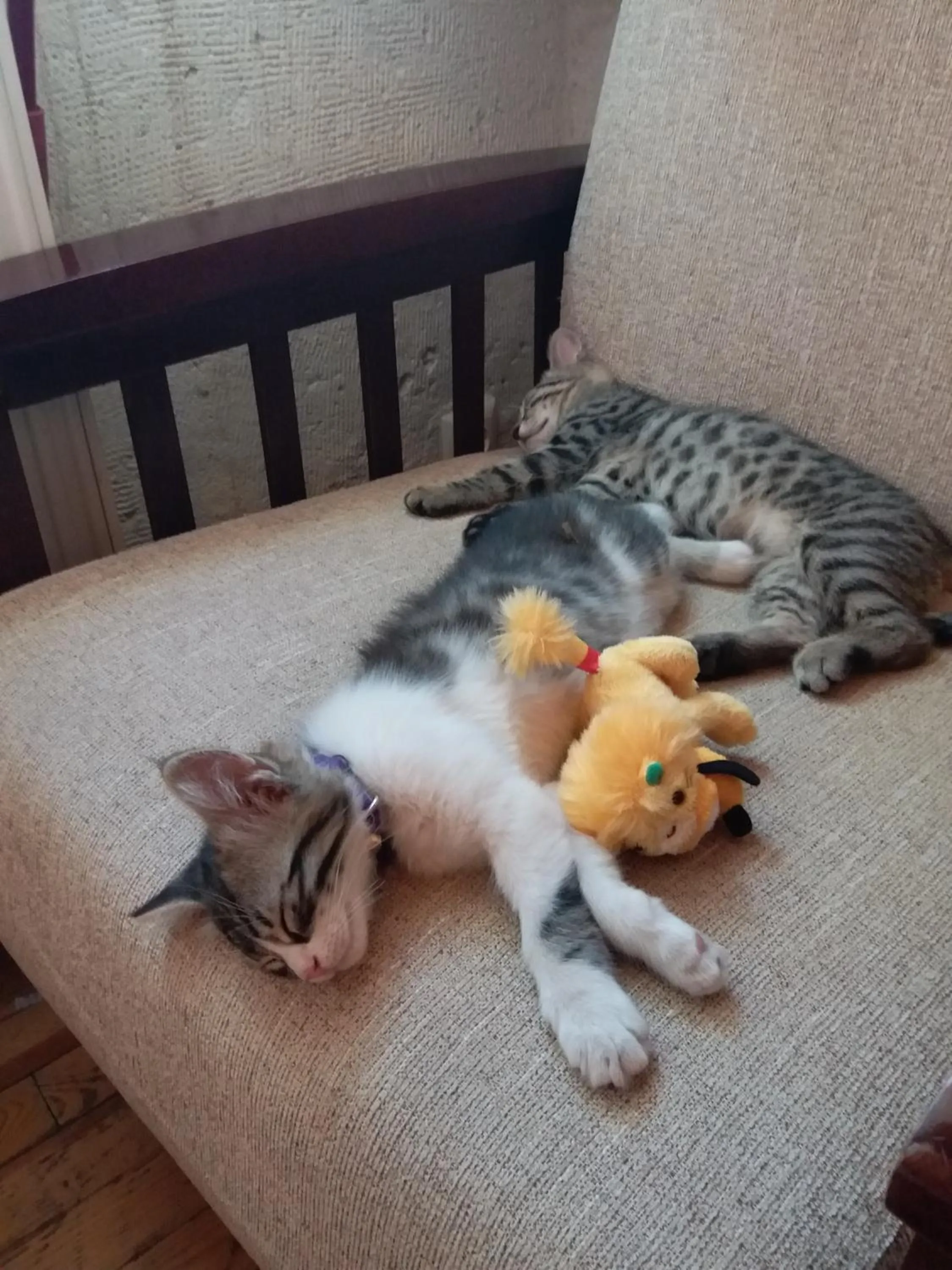 Pets in Karadut Cave Hotel